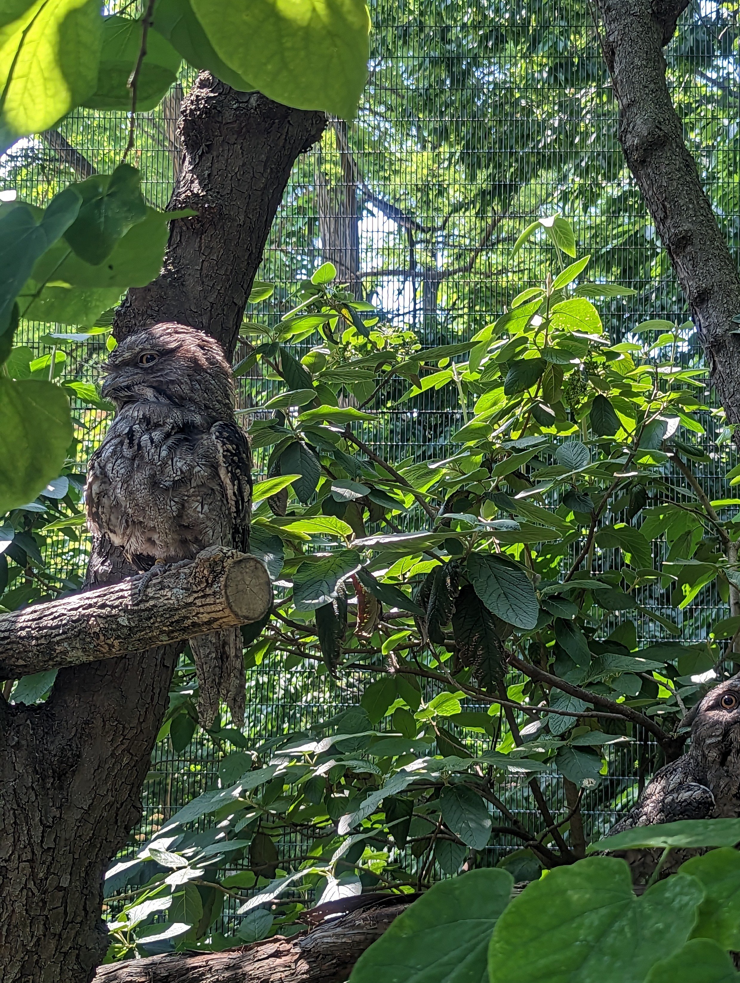 (St. Louis) Old World burrowing owl seemed well-fed...sitting in its enclosure at the St. Louis zoo.