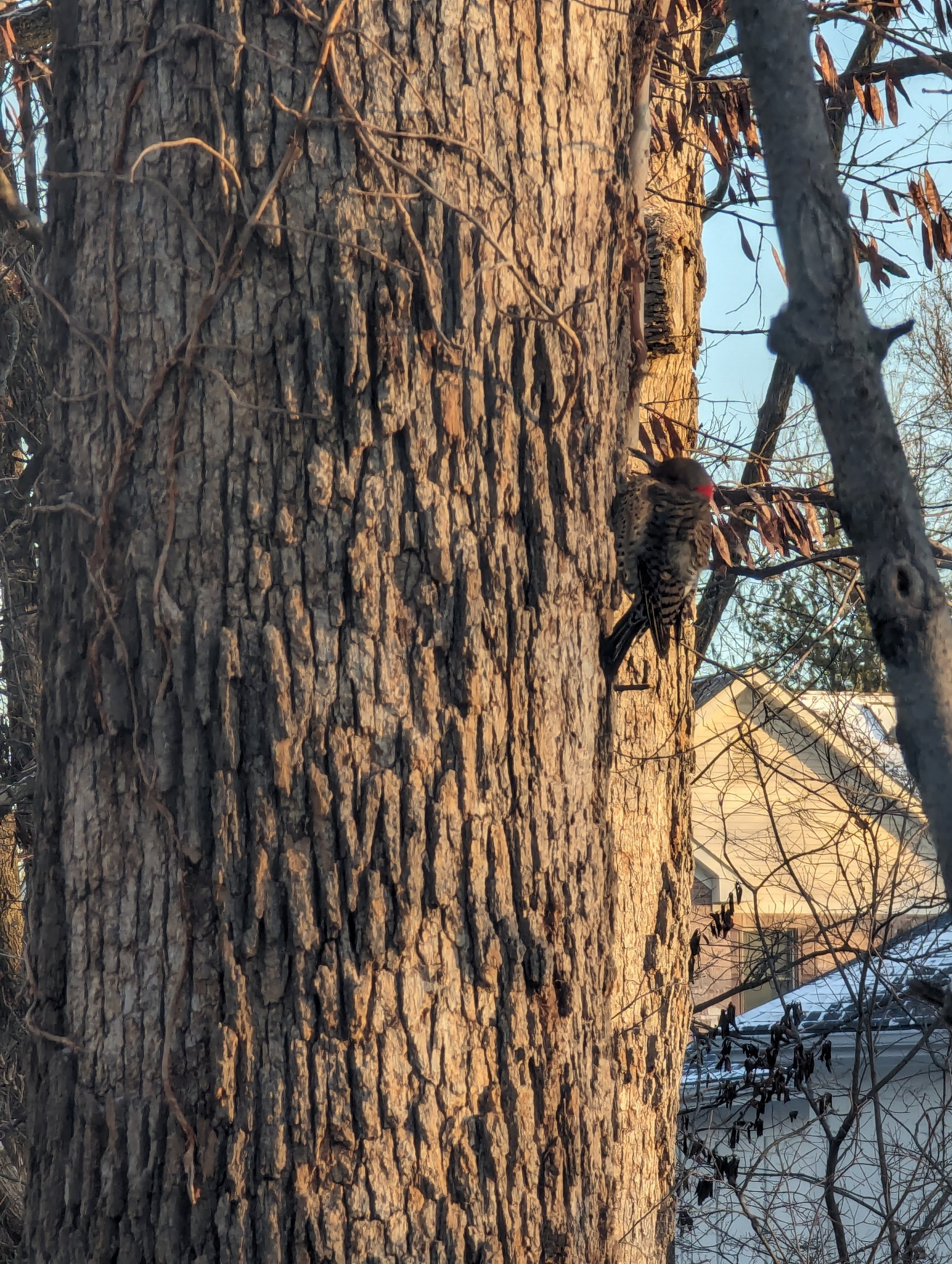 (St. Louis) Bruce loves peanuts. He often plopps down on a table and munchs on peanuts for 15 minutes straight. Local squirrels know about him & try arriving sooner.