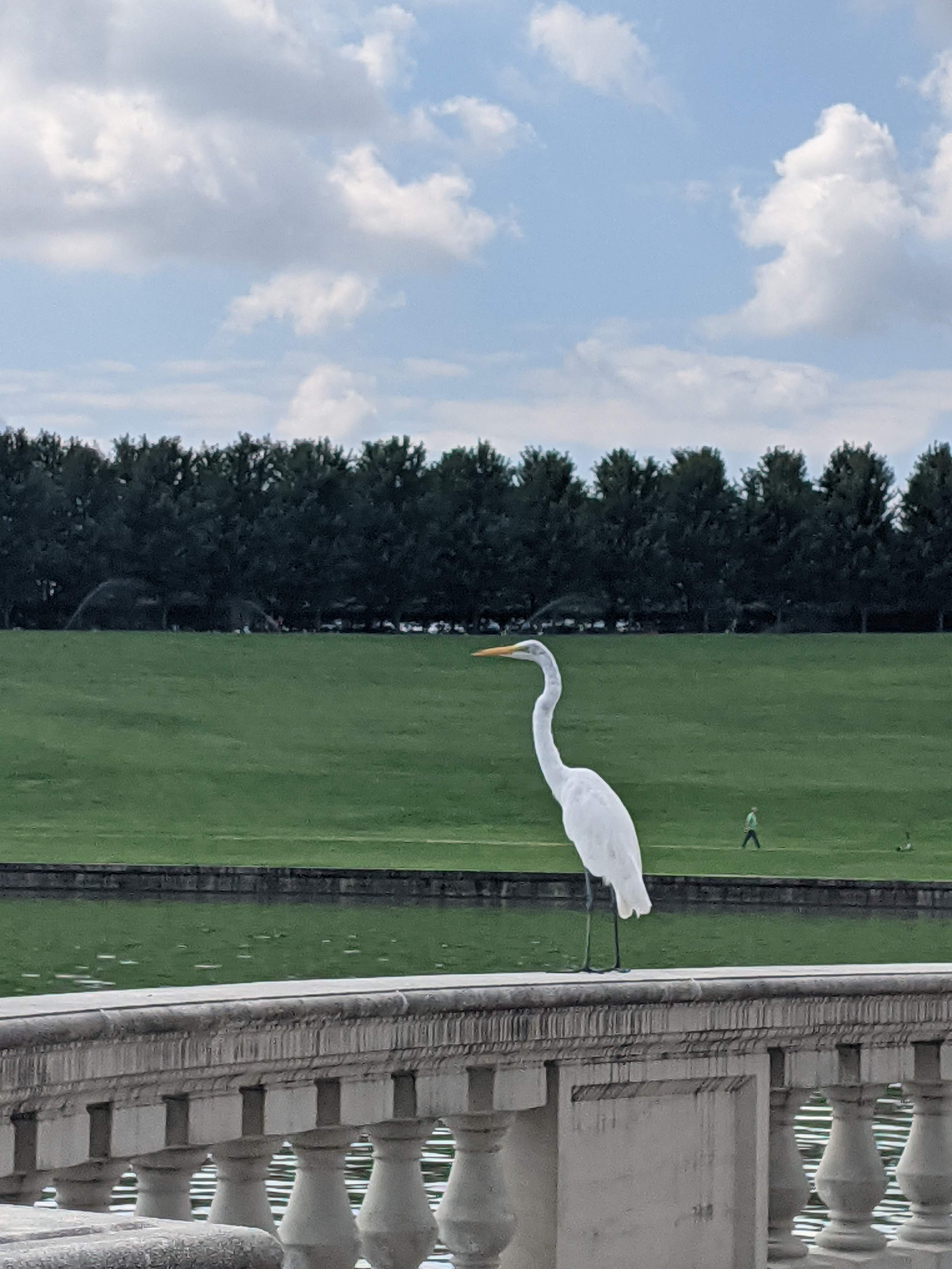 (St. Louis) A regular at Forest Park's Emerson Grand Basin, he's been at this exact location for at least 5 consecutive years during the spring/summer/early fall months.