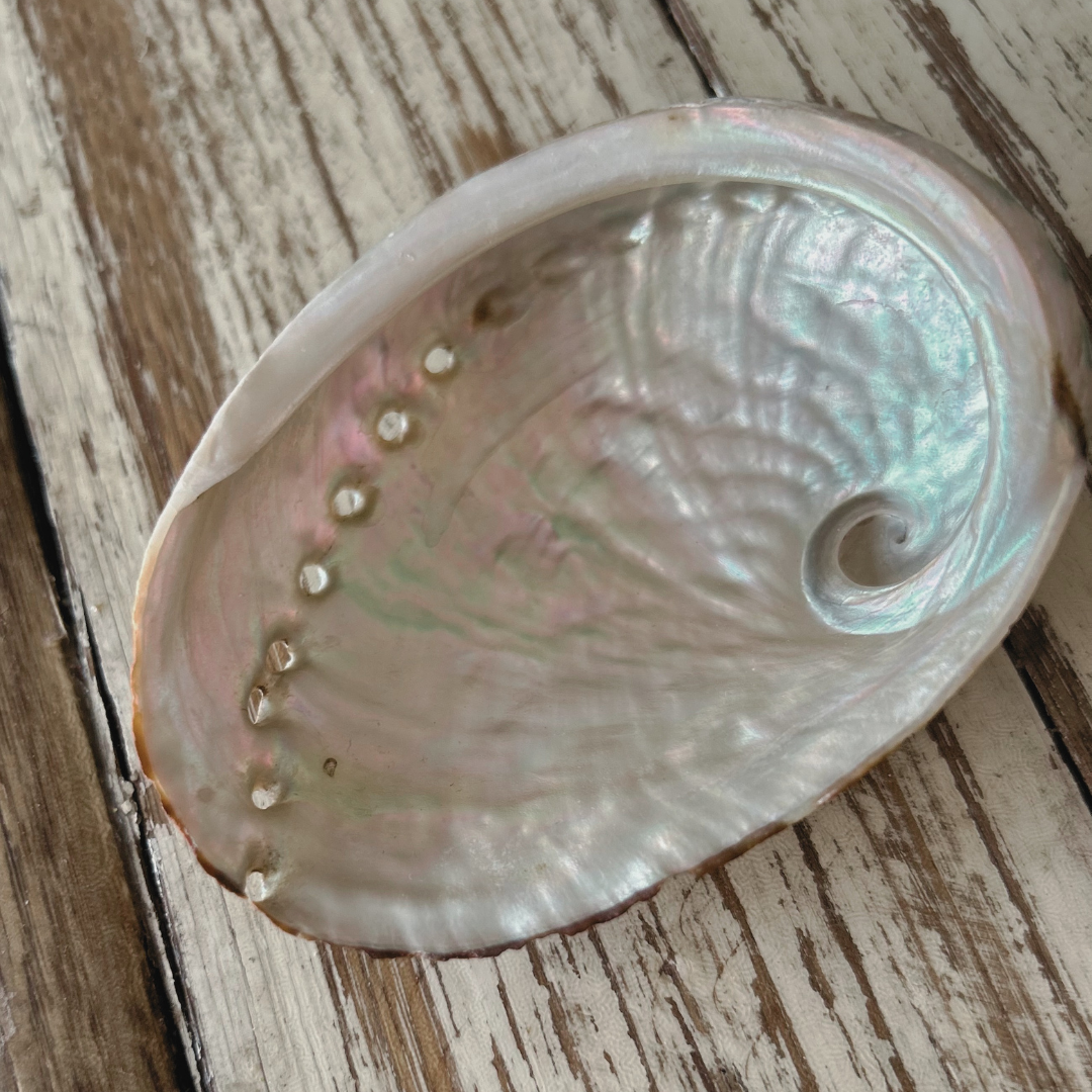 Abalone Kit — rachaelhuntly.com.au