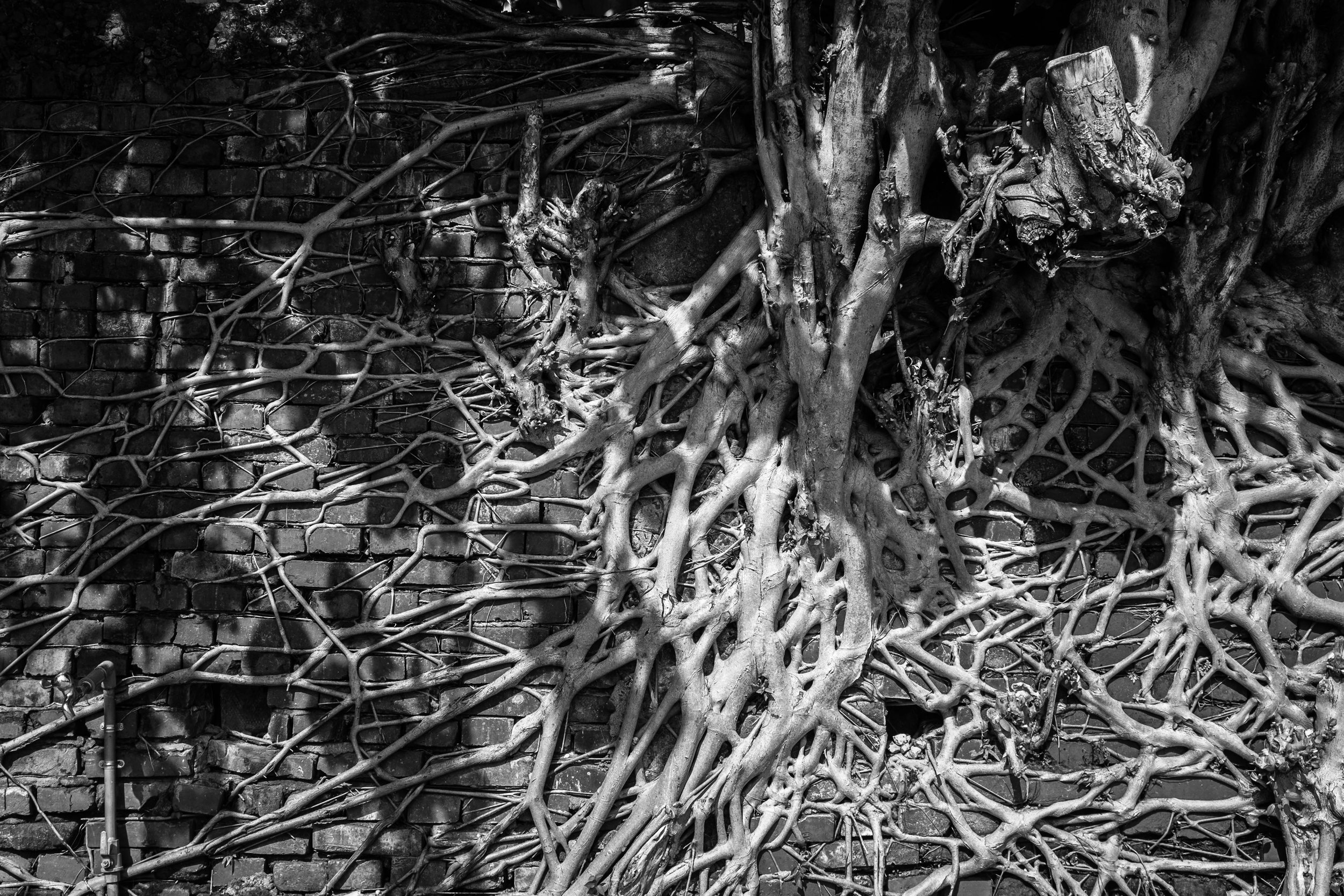 DSCF4698.jpg