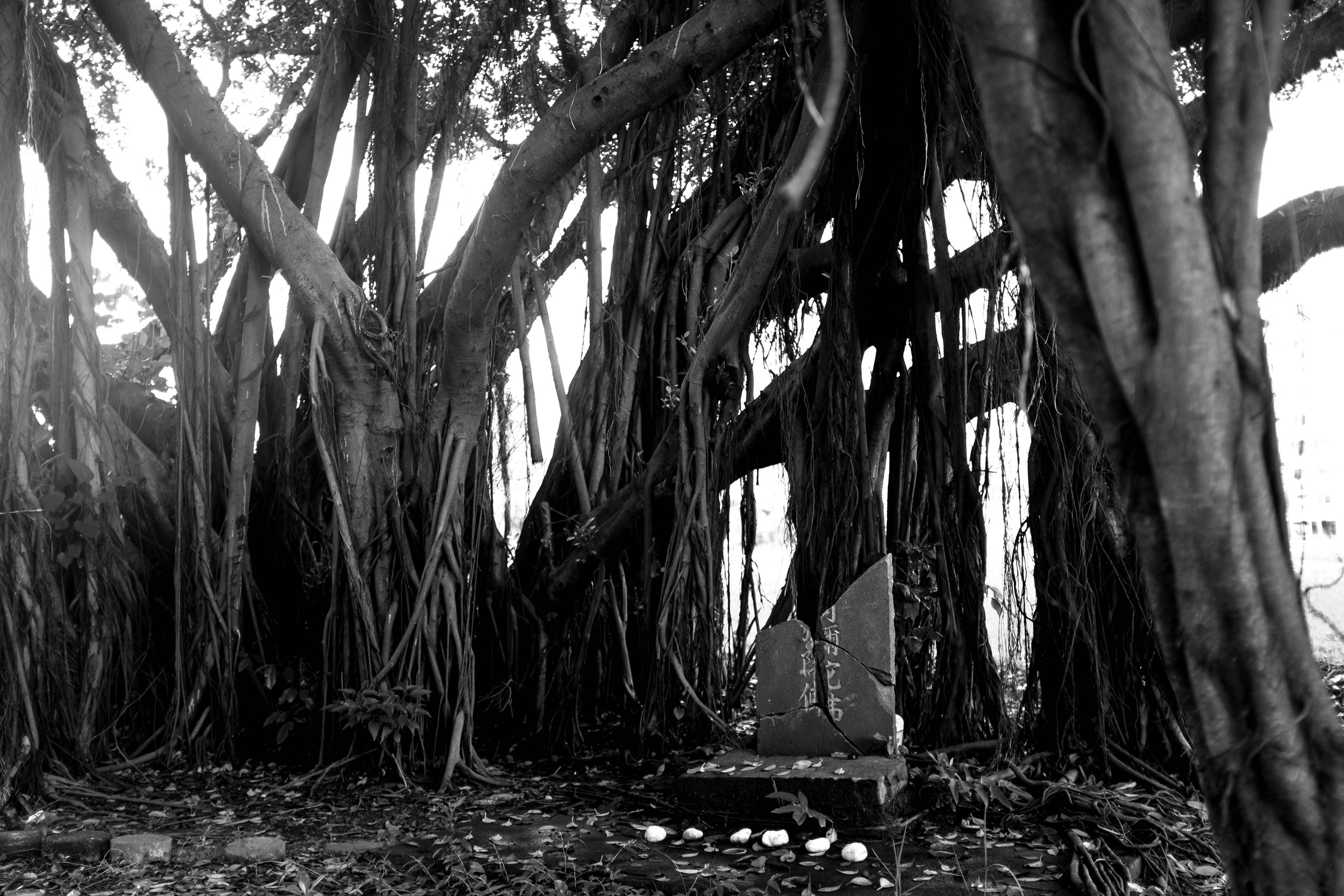 (2014-06-08 12-14-50)FUJIFILM X100S.jpg
