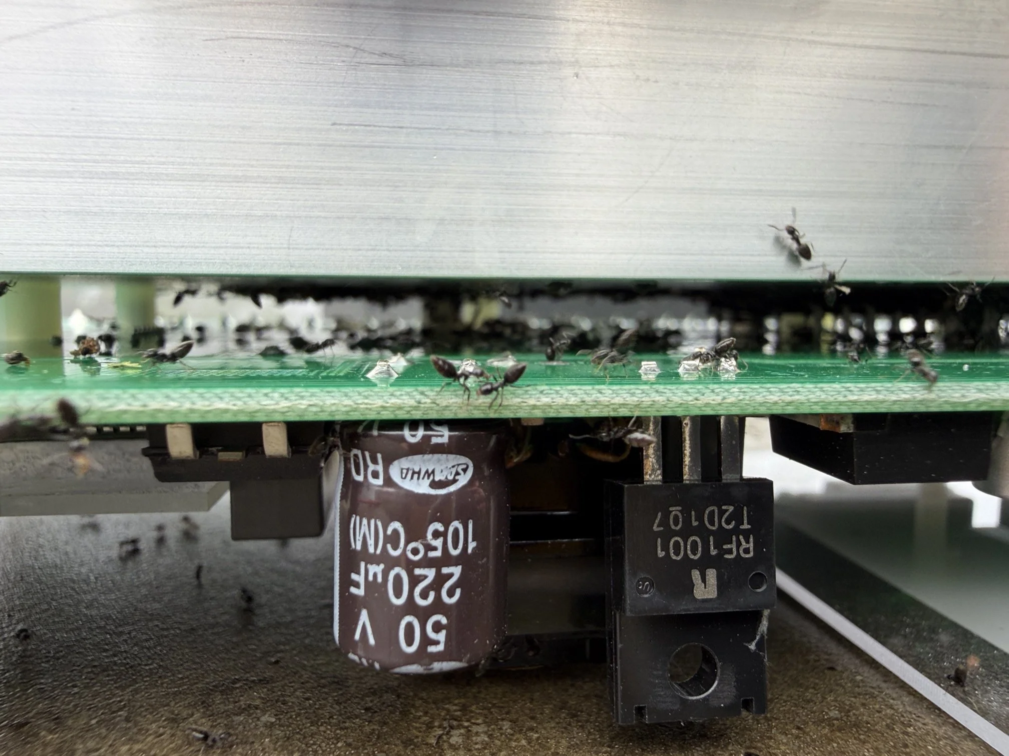 What Ants Can Do Inside Automatic Gate Motors – A Hidden Cause of Automatic Gate Failures