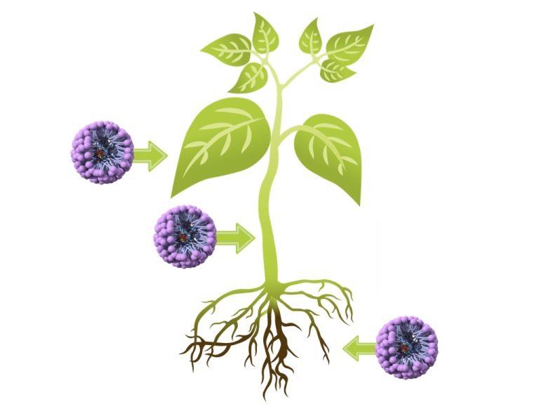 Diagram of plant with virus particles infecting