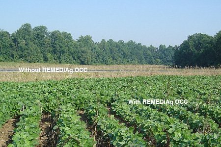 Agricultural field with areas labeled "With REMEDiAg OCC" showing healthy green plants and "Without REMEDiAg OCC" with fewer plants, surrounded by trees in the distance.