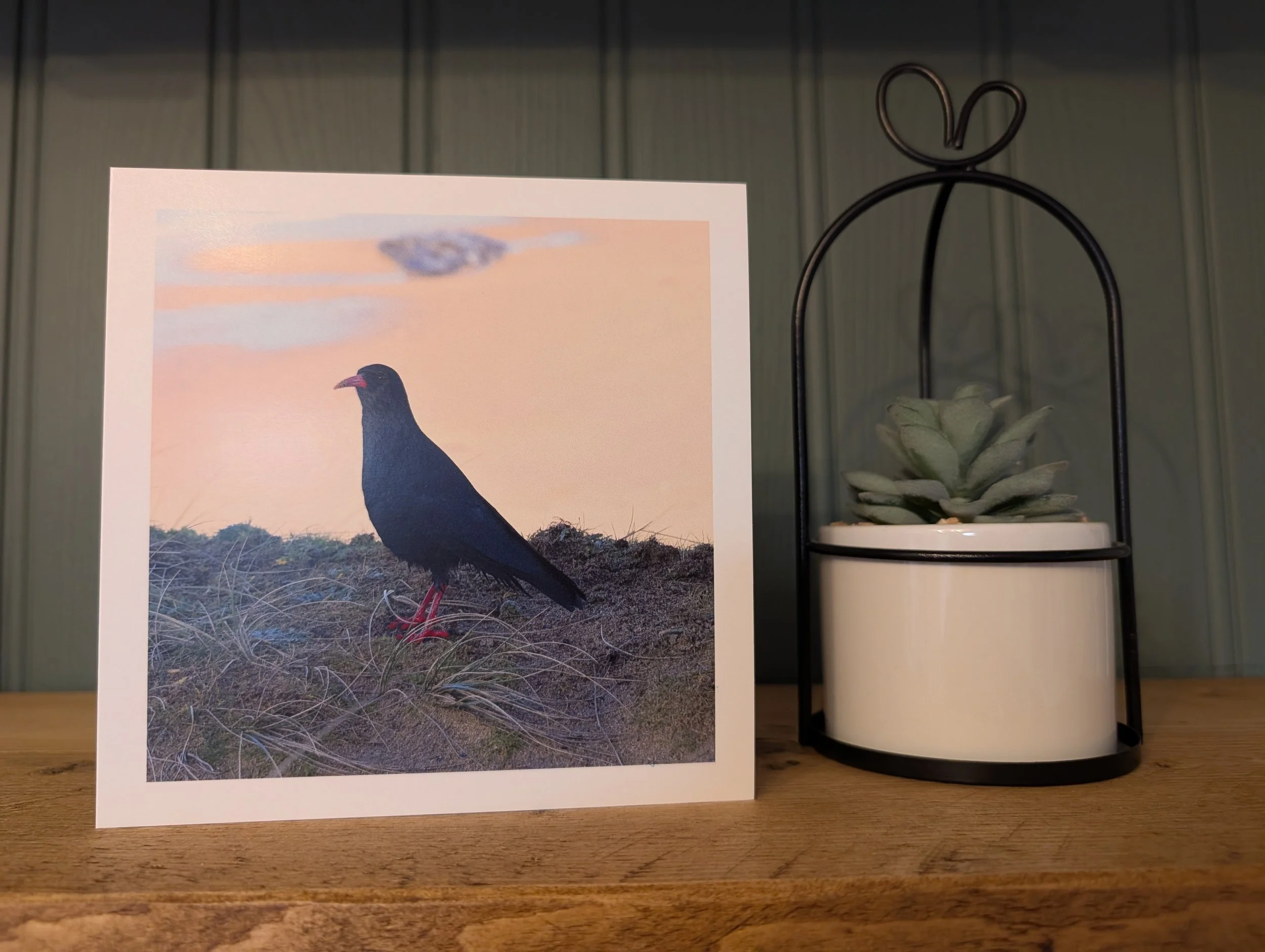 CORNISH CHOUGH CARD - SQUARE
