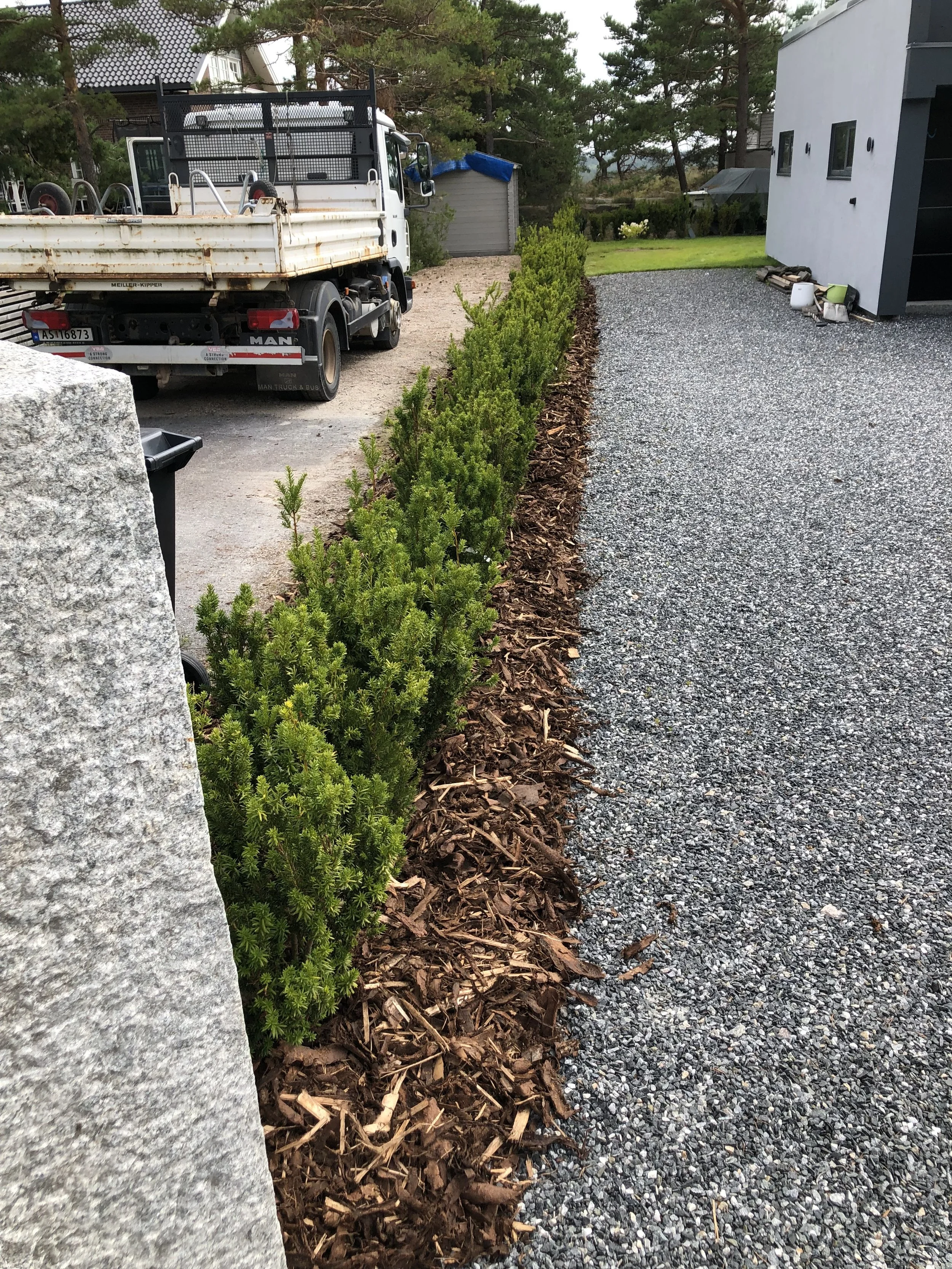 anlegg av hekk, dekkbark, barlind