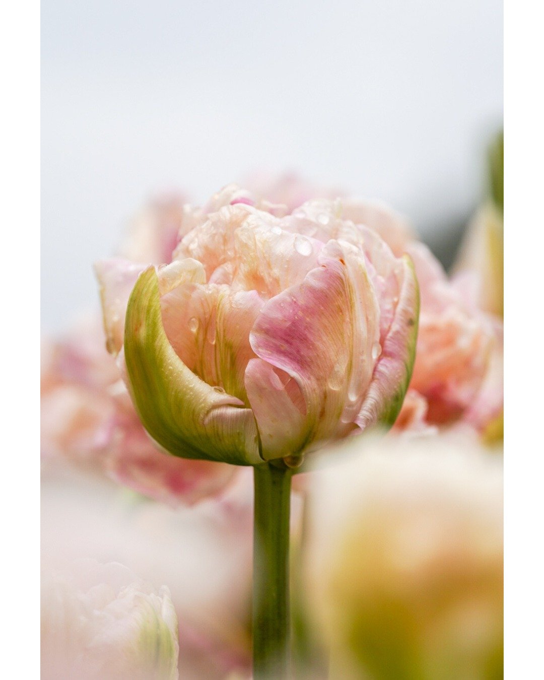 Soms is even wat anders fotograferen precies wat je nodig hebt. 🌷💧
Deze prachtige tulp fotografeerde ik vorig jaar bij the Tulip Experience Amsterdam met Roze Bunker. Wat is jouw tweede favoriete onderwerp om te fotograferen?

#tulips #tulipsamster