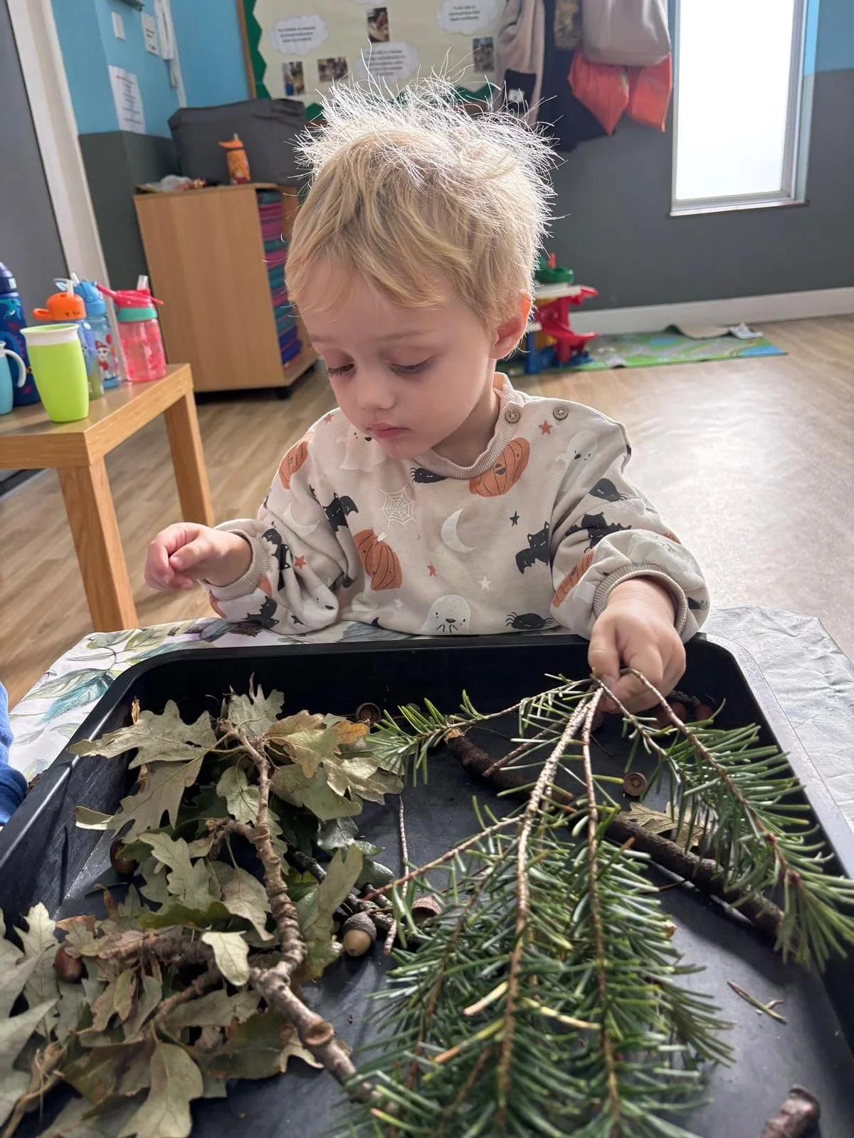 Young child with blonde hair examining pine and oak branches on a table in a classroom.
