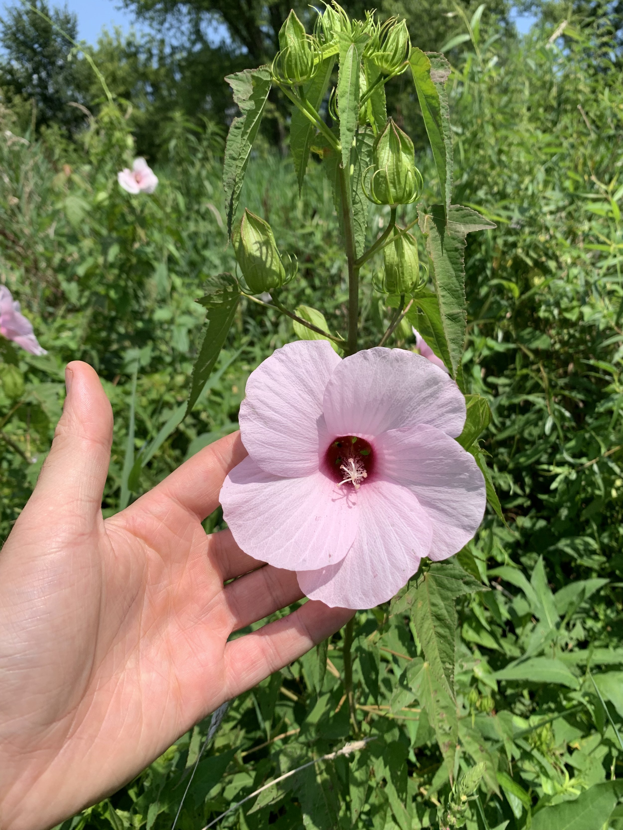 IMG_0820.jpeg