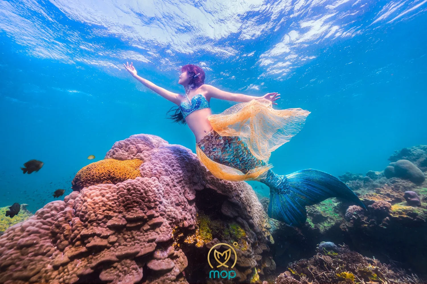 Ocean Mermaid 海洋美人魚 Hong Kong Ssi Group