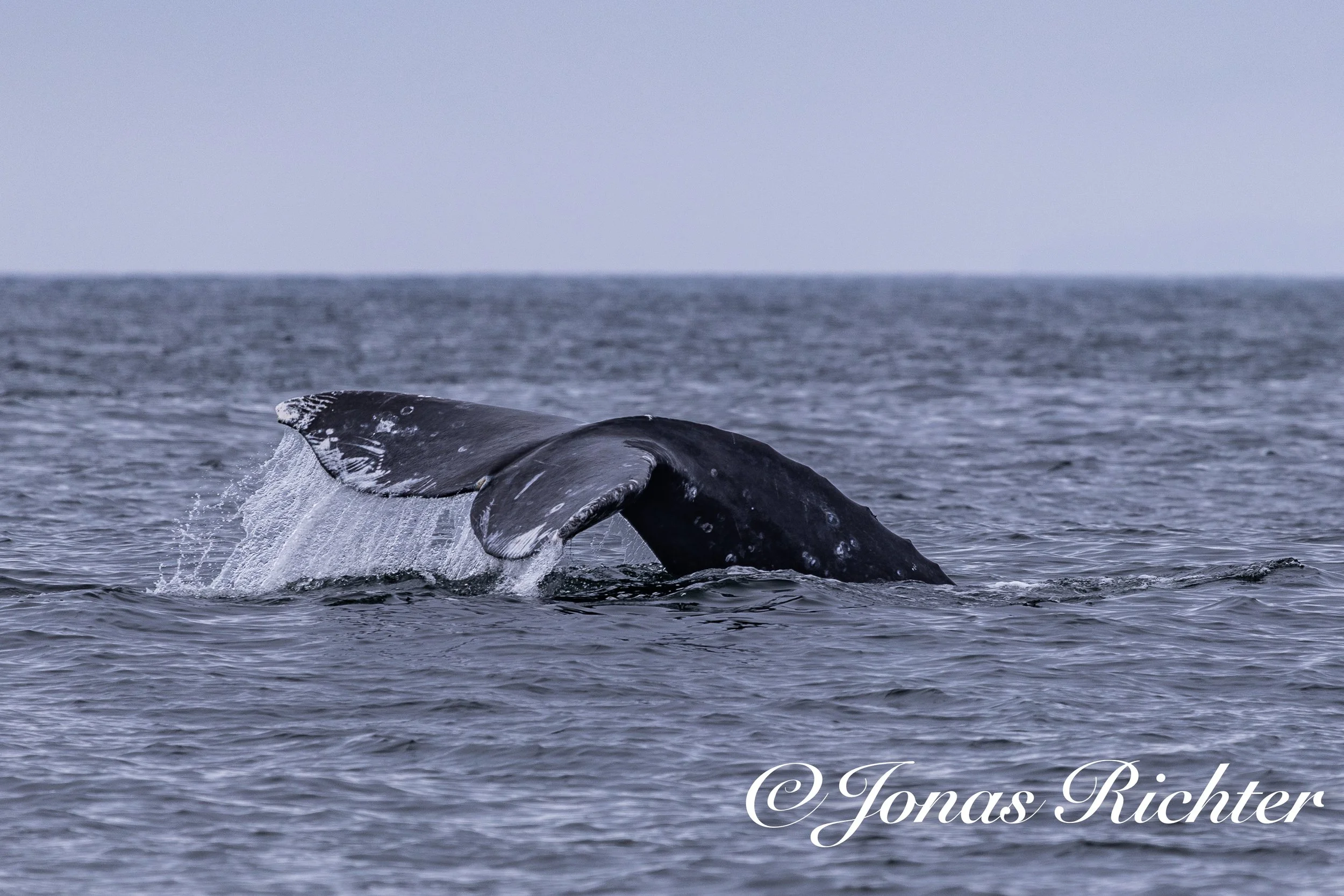 Grauwal, Tofino, Vancouver Island