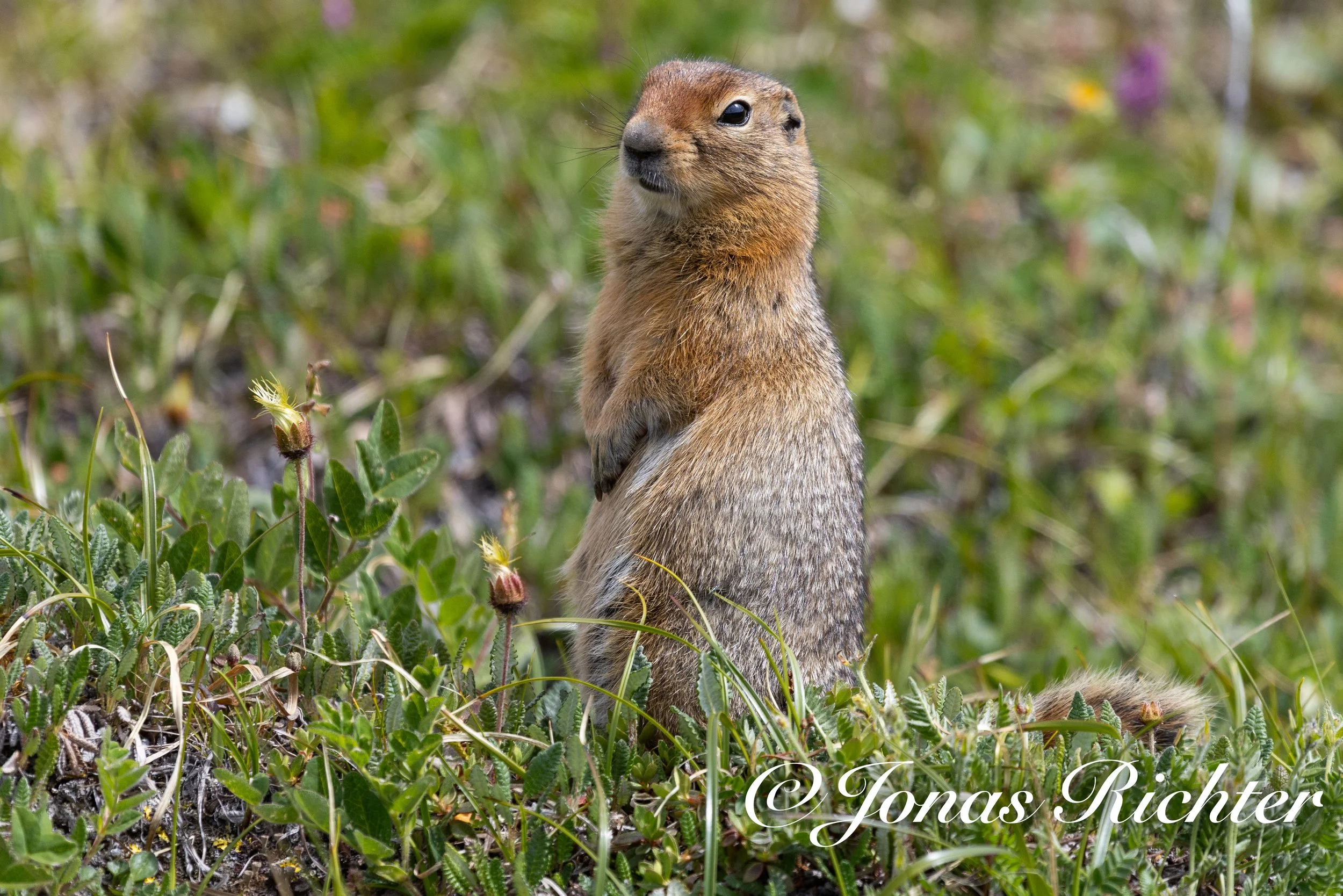 Arktisches Ziesel, Denali National Park