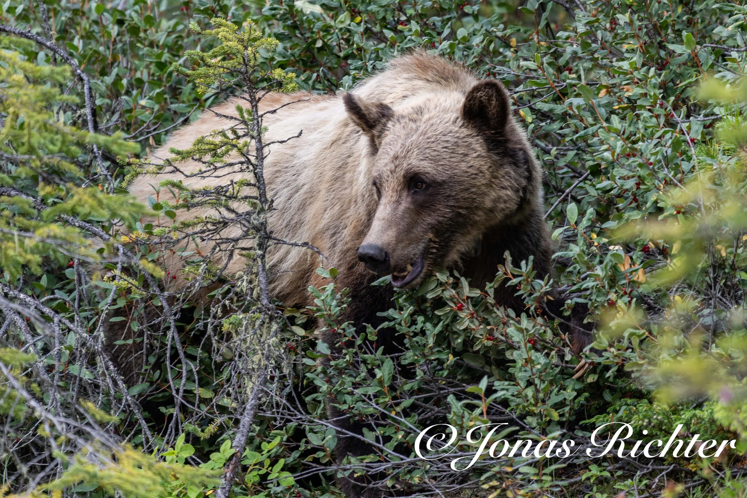 Grizzly Bär, Jasper National Park