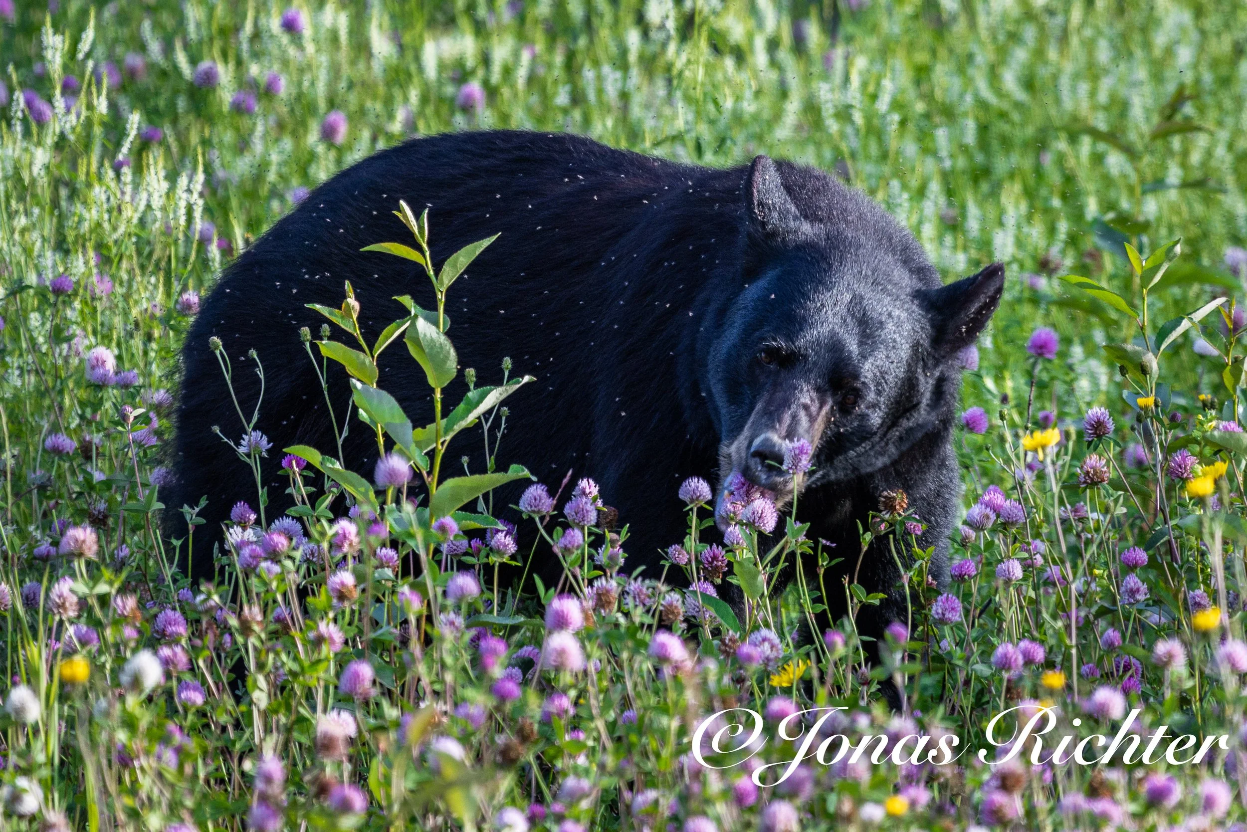 Schwarzbär am Alaska Highway