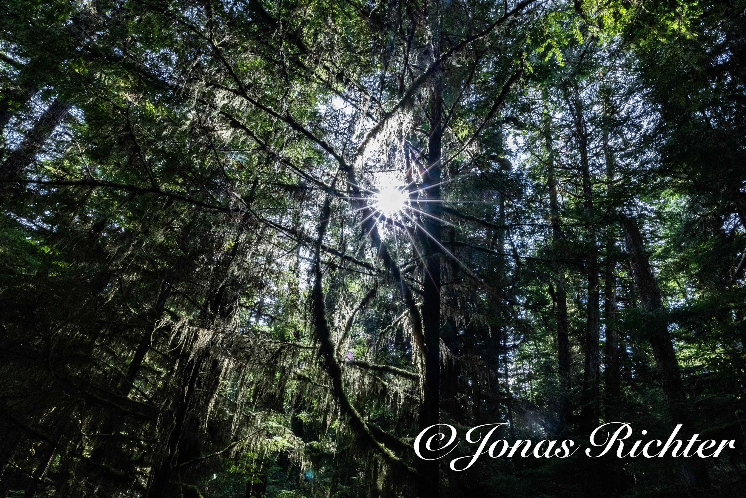 Regenwald, Vancouver Island