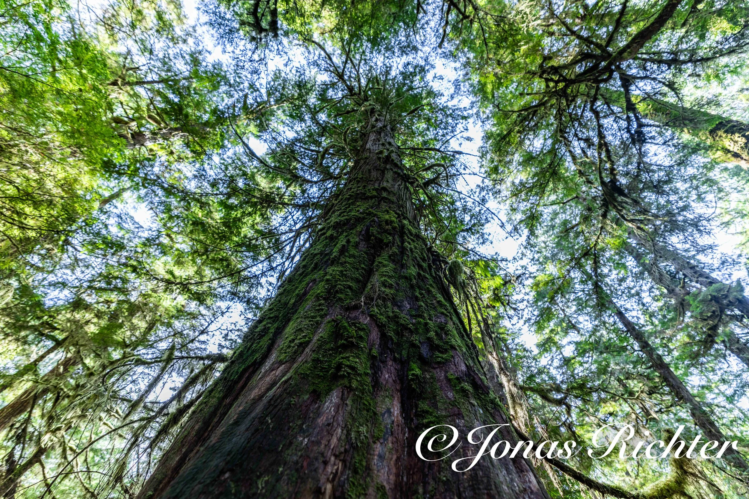 Regenwald, Vancouver Island