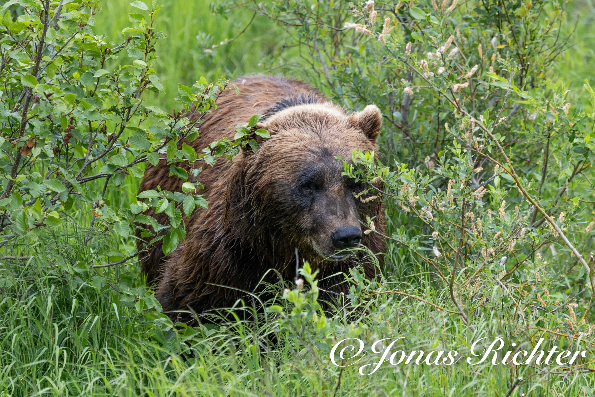 Braunbär, Alaska Wildlife Conservation Centre