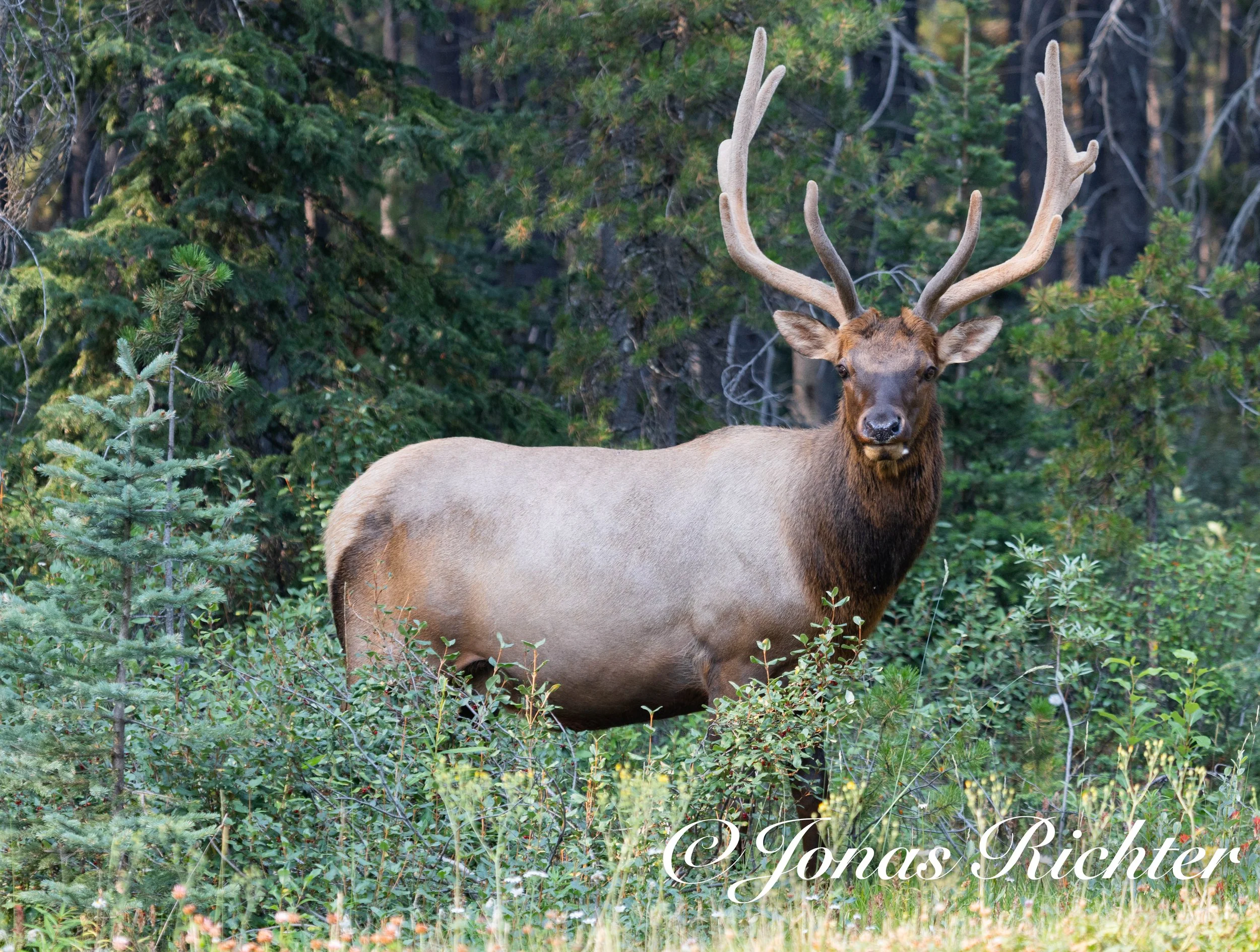 Wapiti, Banff National Park