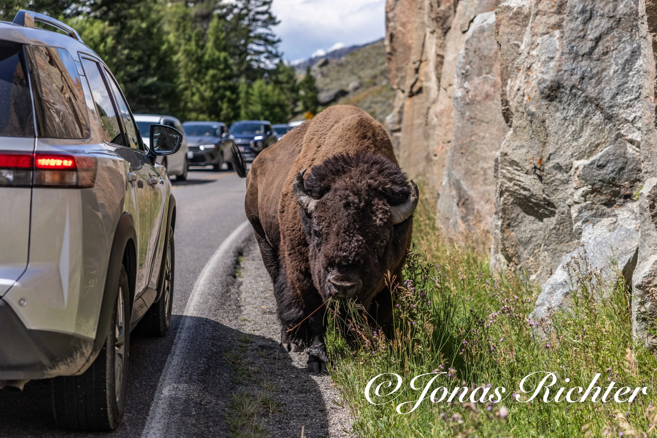 Bison im Lamar Valley, Yellowstone National Park