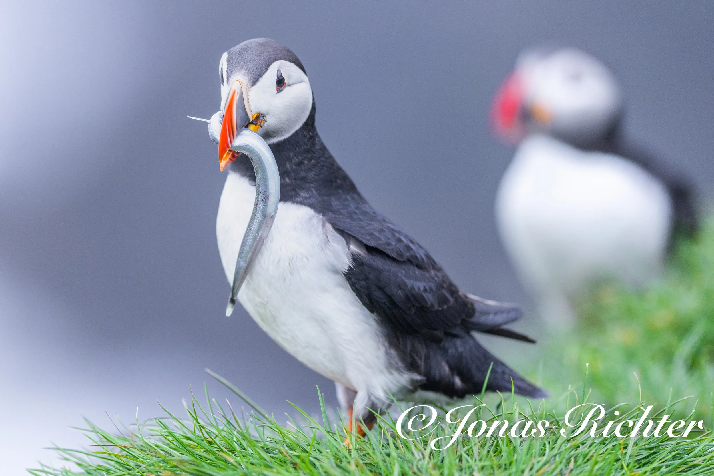 20250716-ISLAND Druck-15.jpg