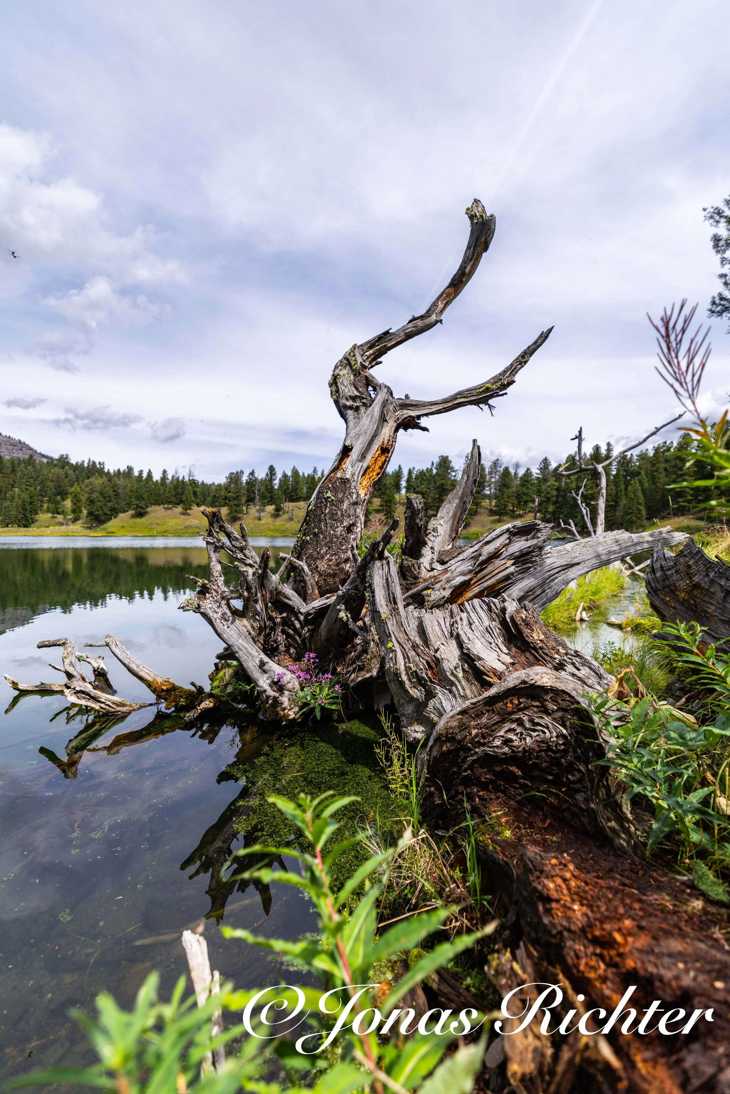 Trout Lake, Yellowstone National Park