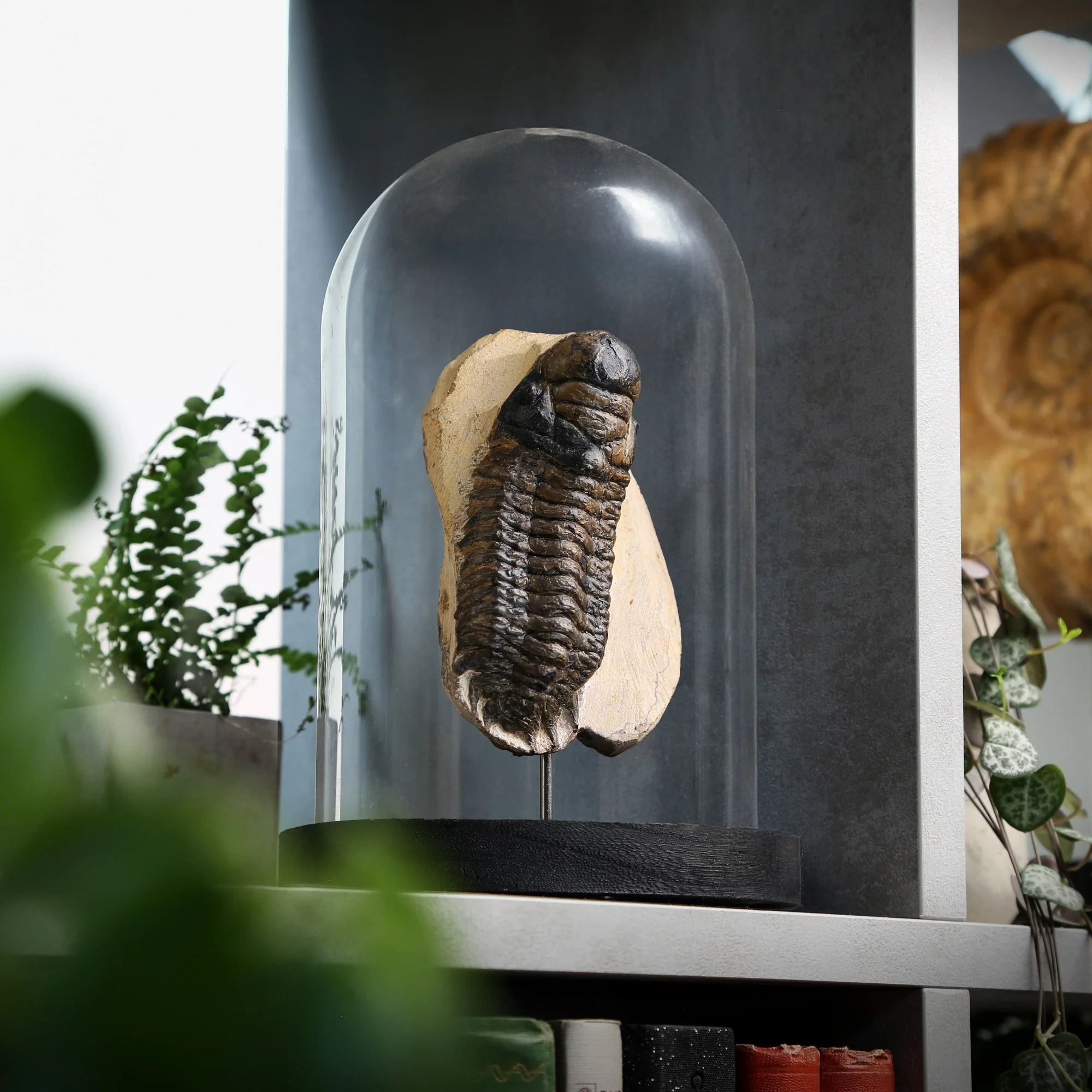 reedops-trilobite-2nd-12x16.jpg