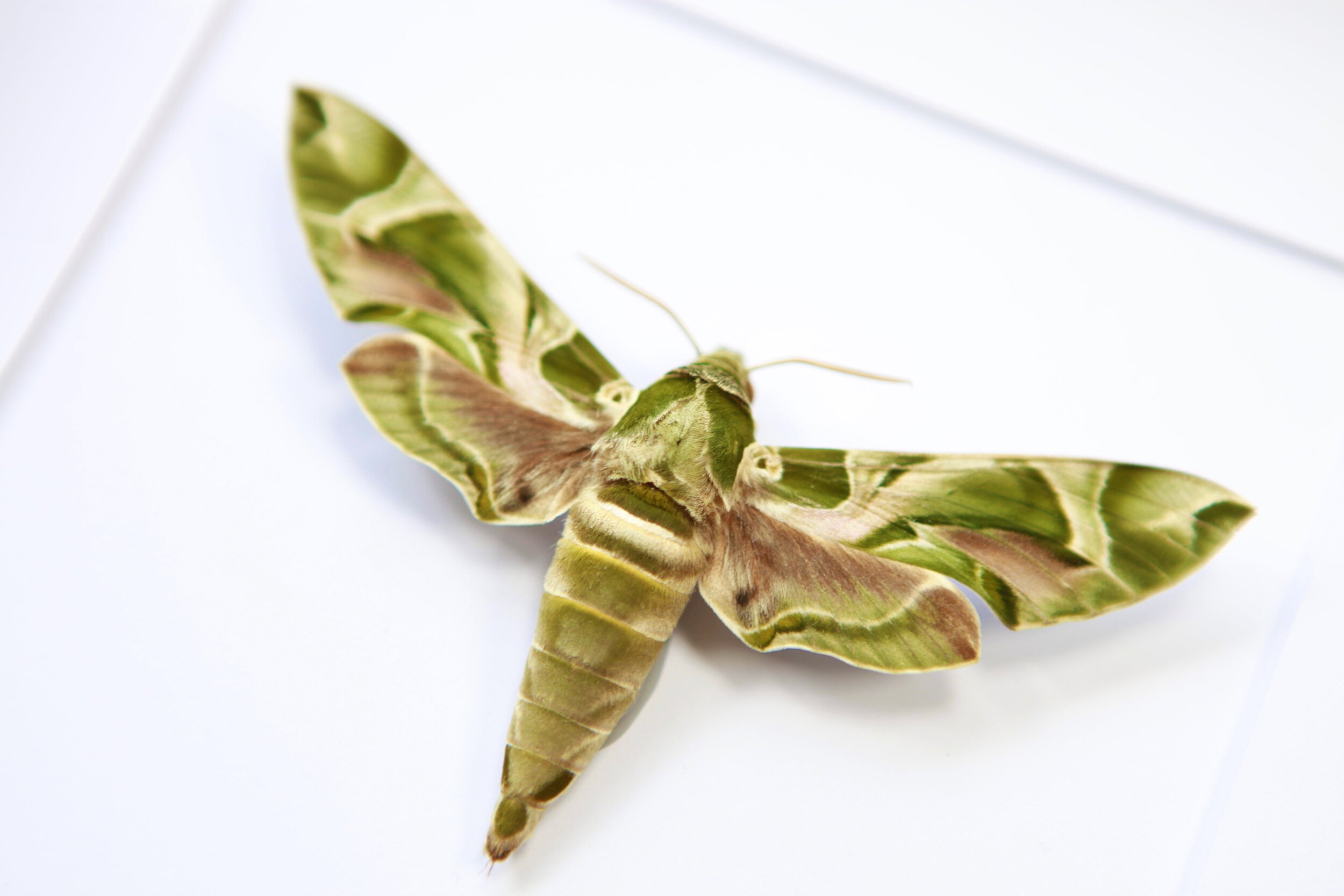 oleander-hawk-moth-.jpg