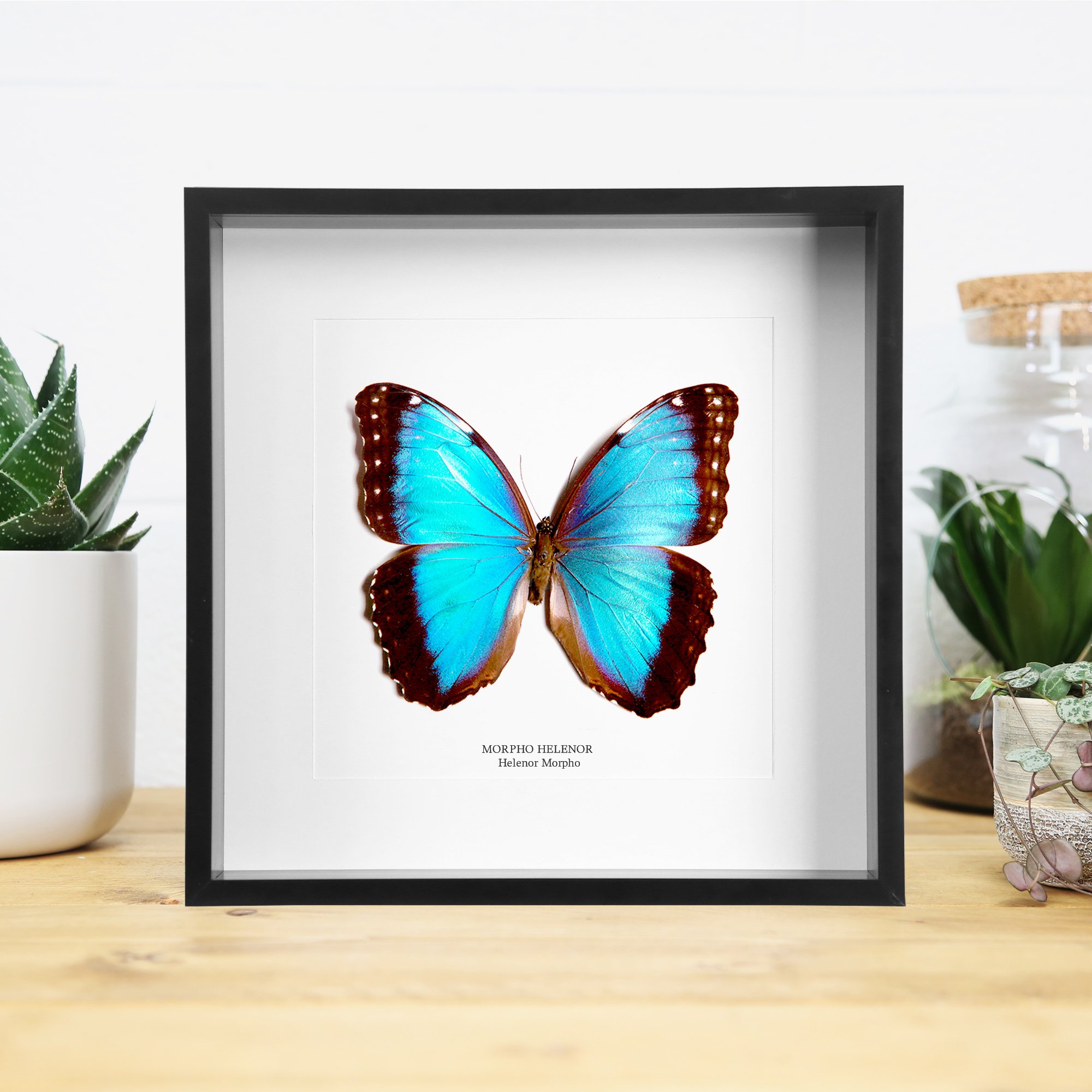 helenor-morpho-.jpg
