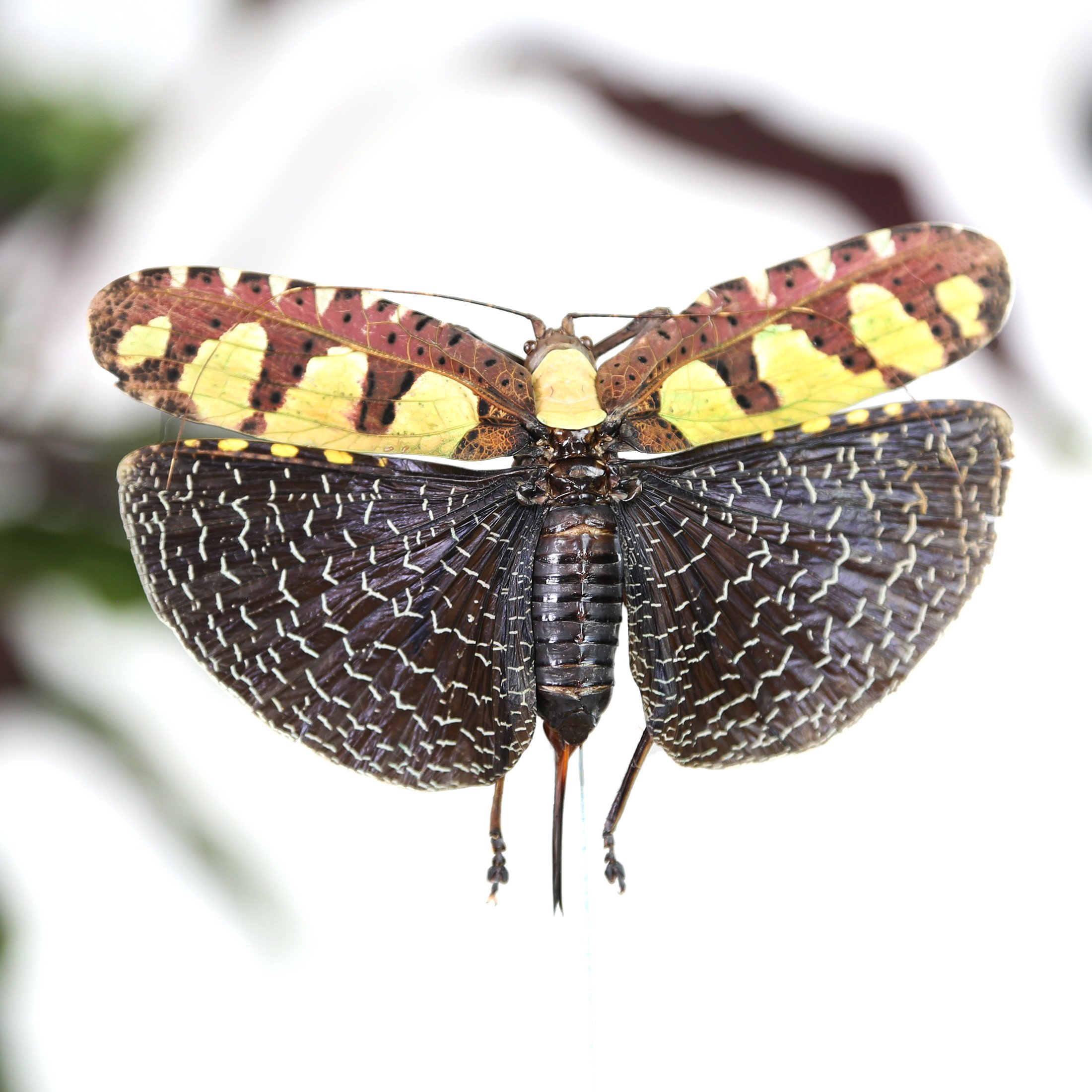 himalayan-macro.jpg