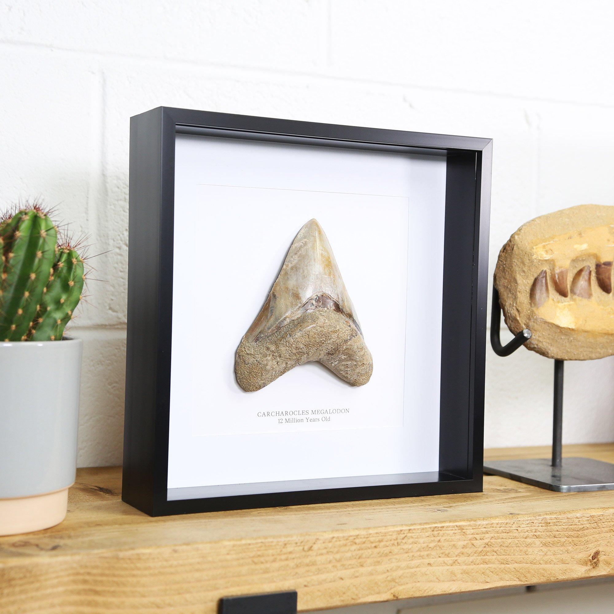 meg-tooth-secondary-image.jpg