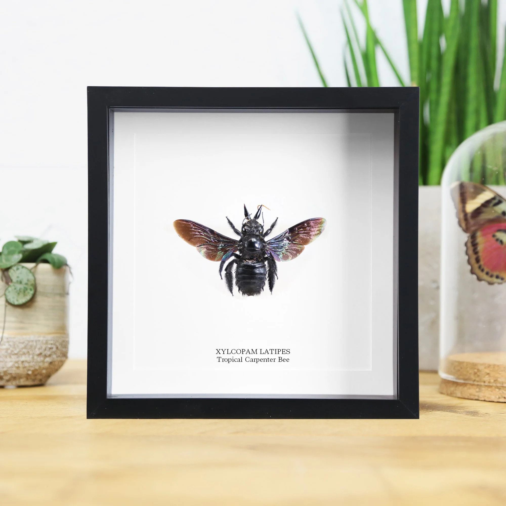 tropical-bee.jpg