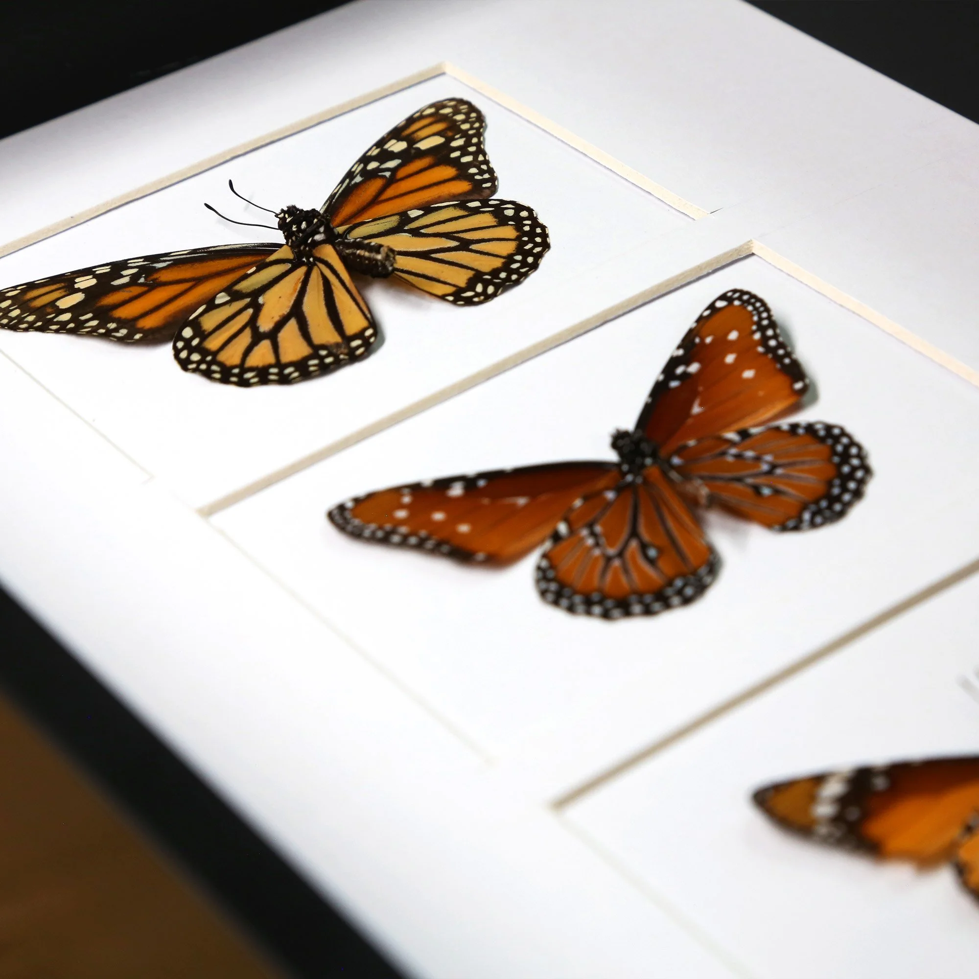 monarchs-2.jpg