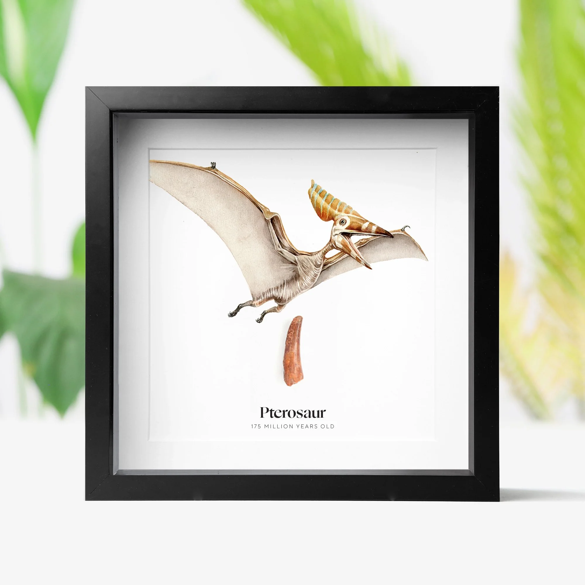 pterosaur-illustration.jpg