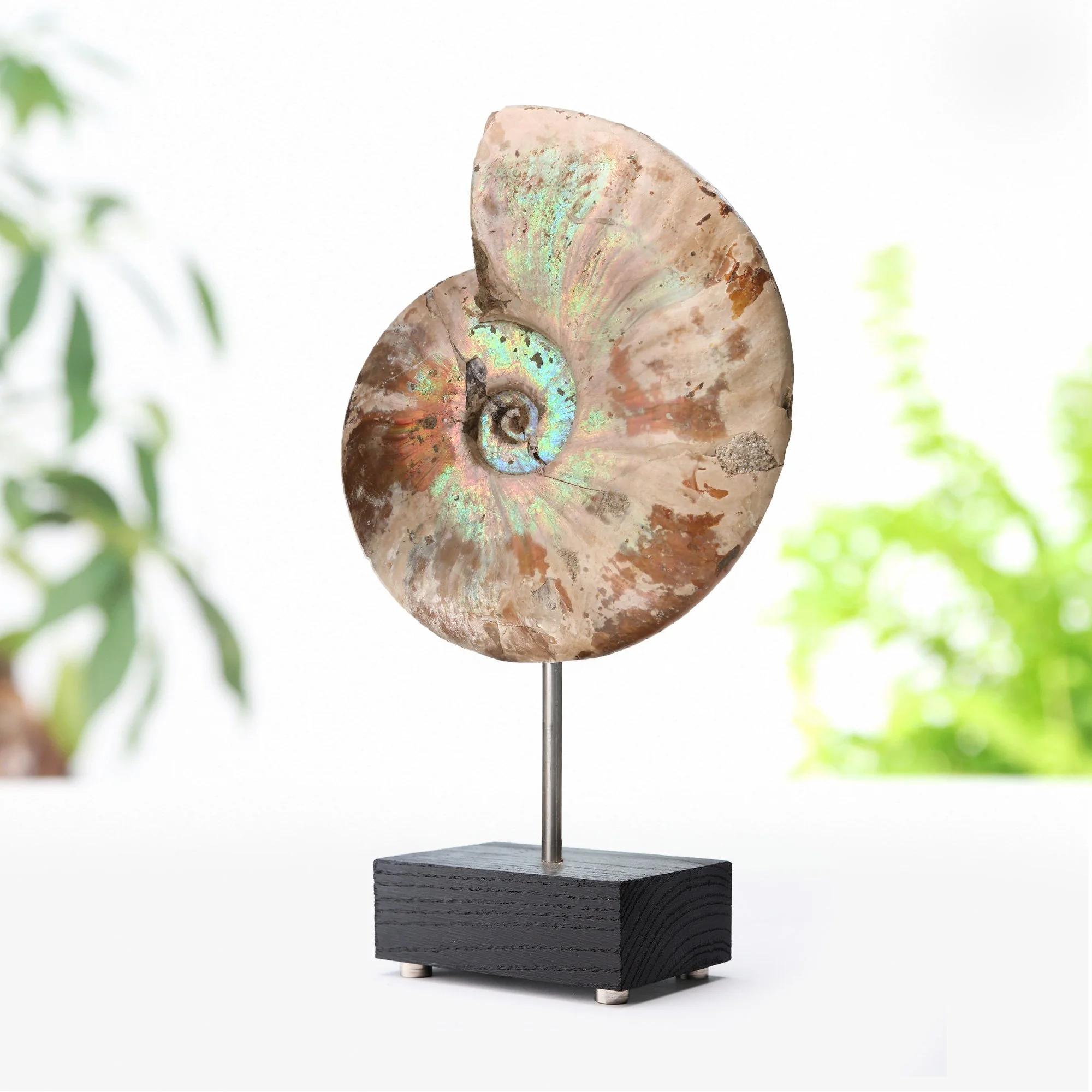 irredescent-ammonite-stand-3.jpg