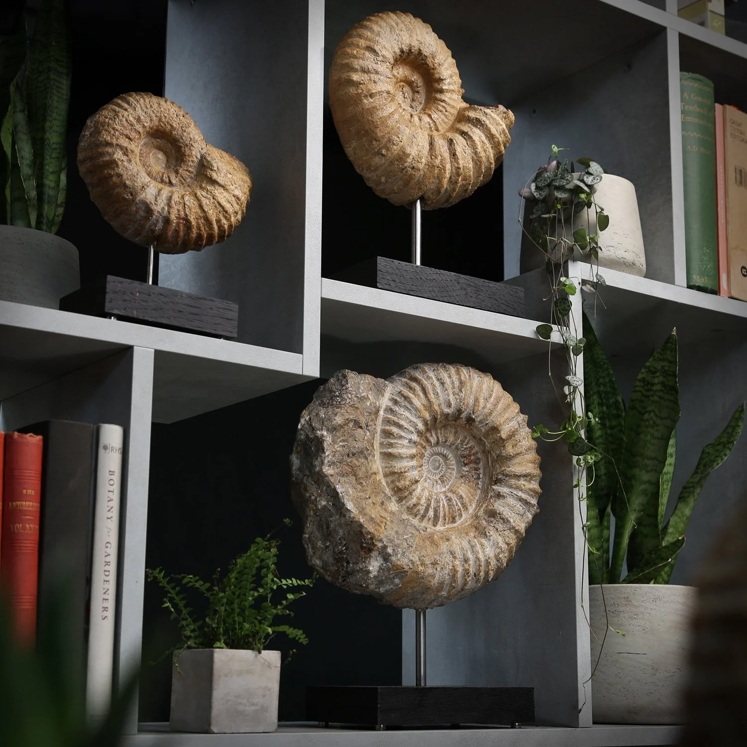 Ammonite-range-photo.jpg
