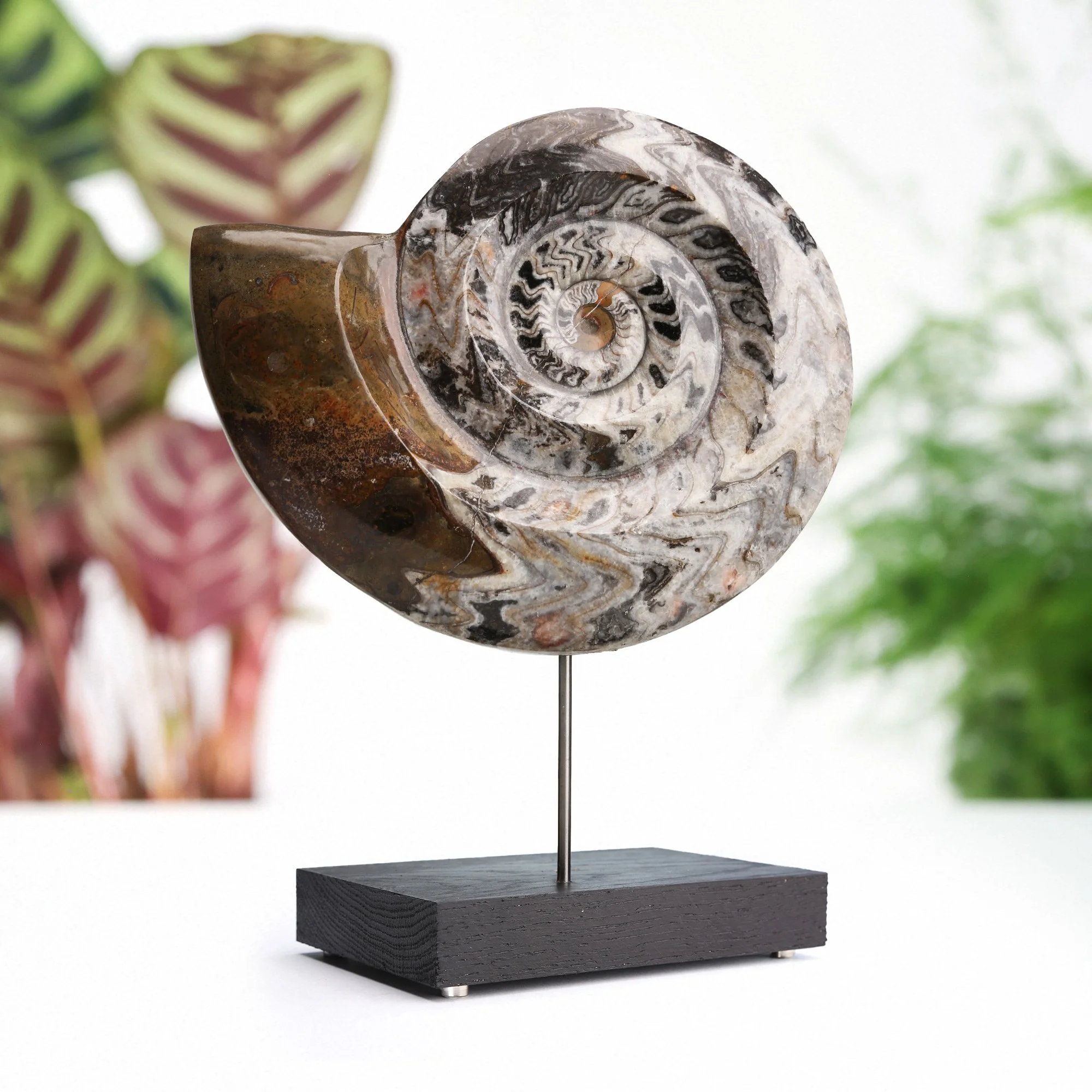 goniatite-ammonite-8.jpg