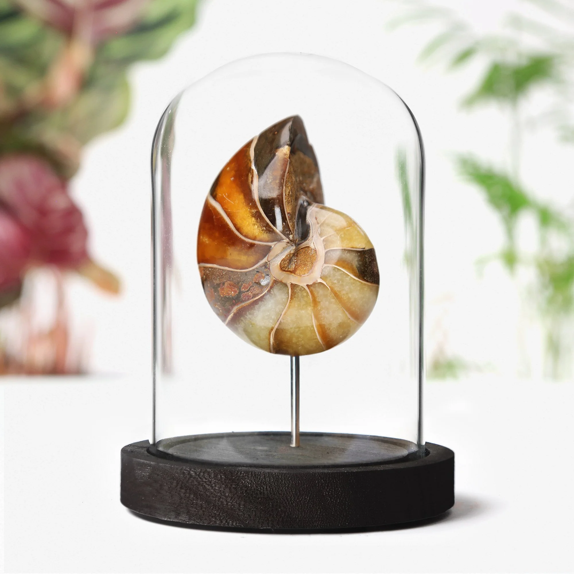 XL-Nautilus-bell-jar.jpg