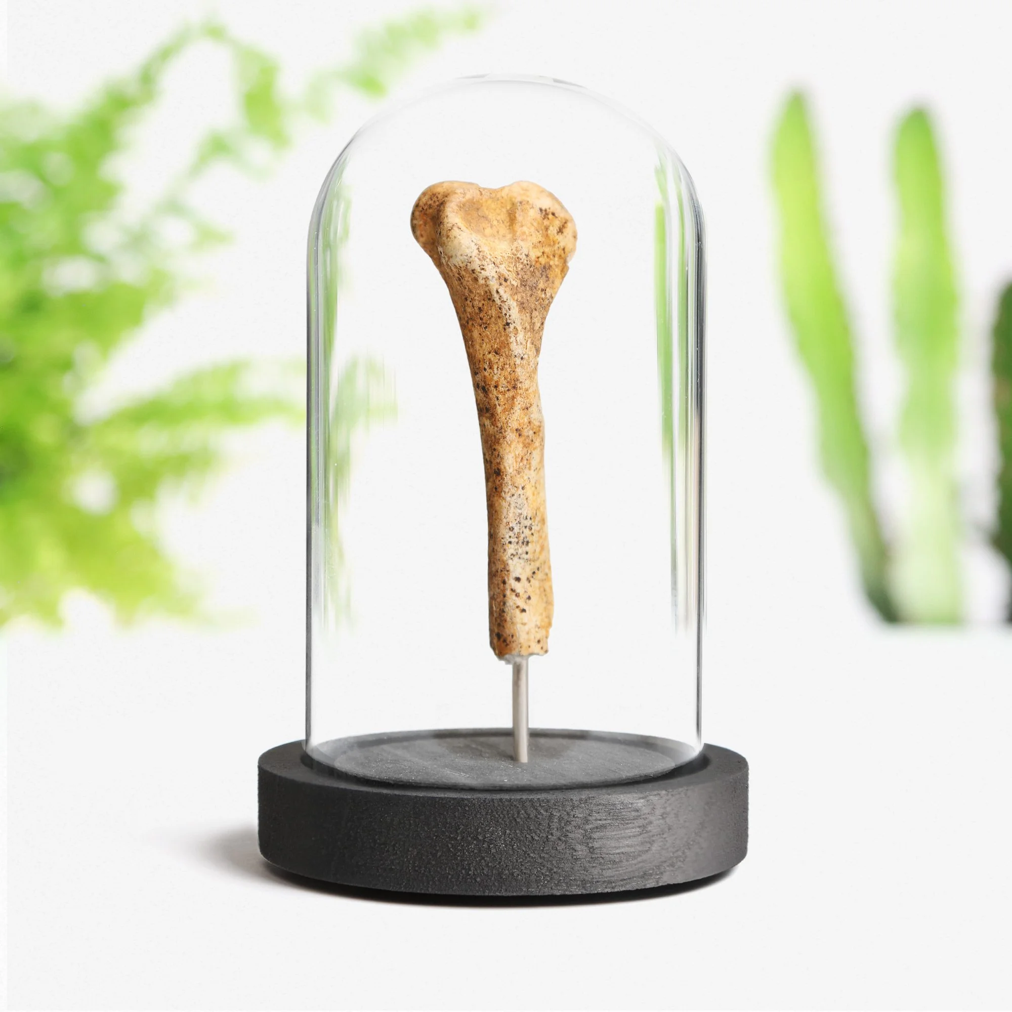 cave-bear-bone.jpg