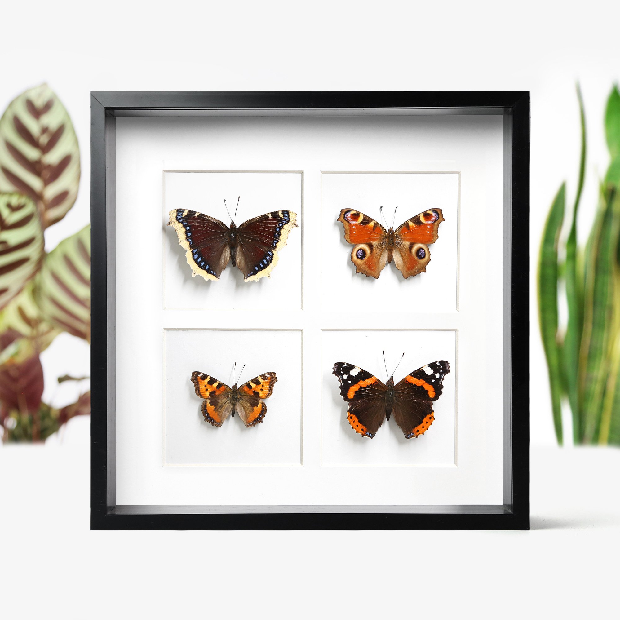 British Butterfly Collection