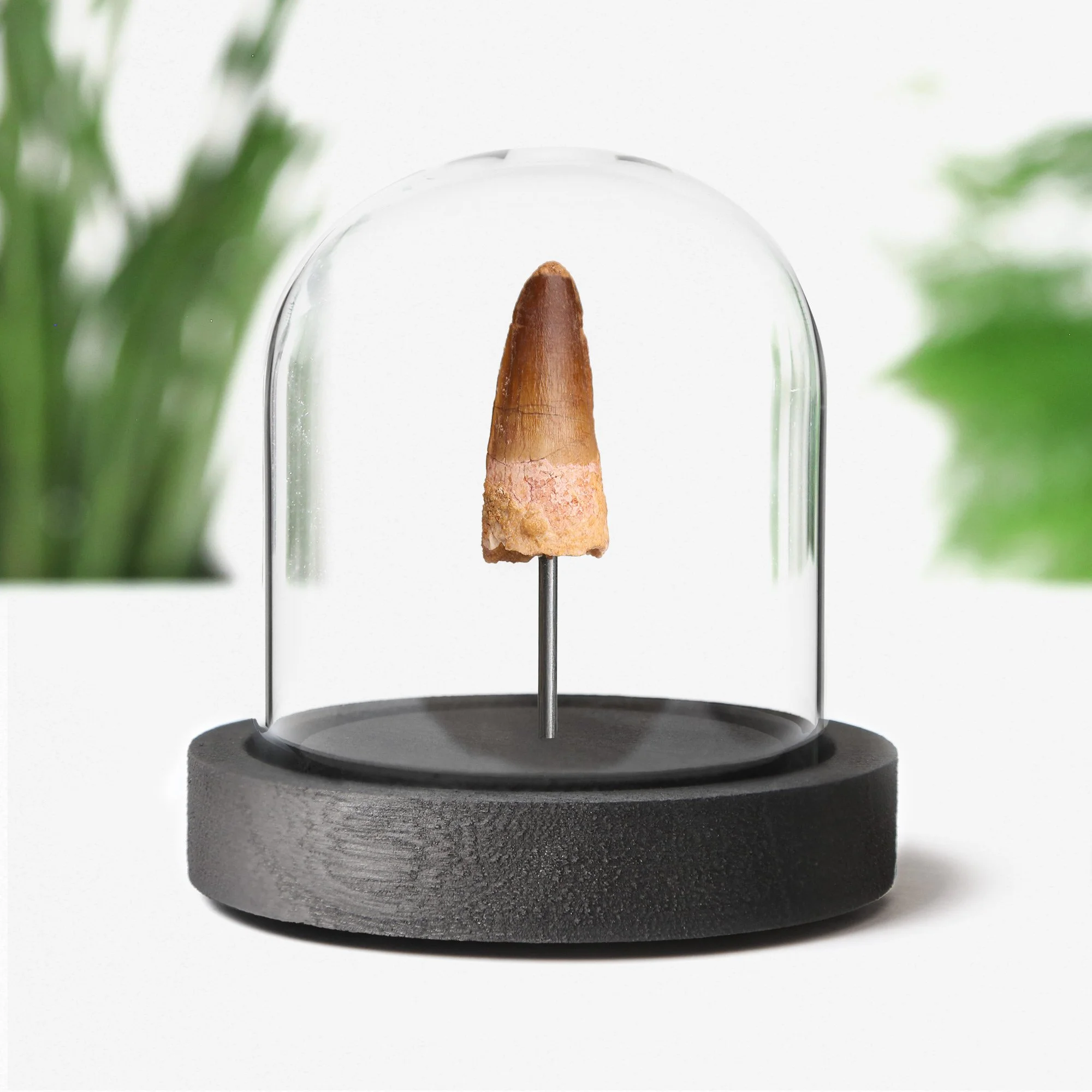 spinosaur-bell-jar-10x10.jpg