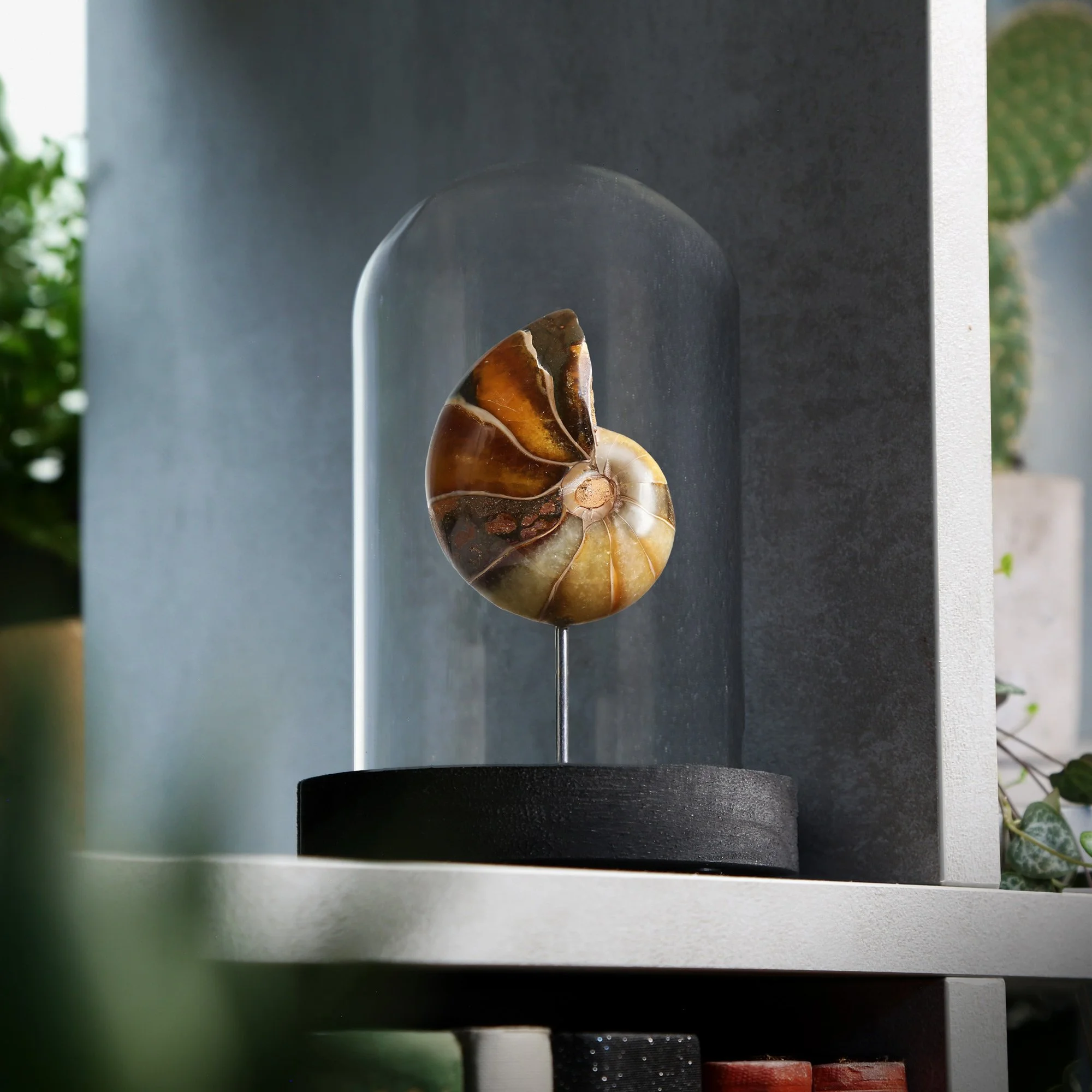 nautilus-bell-jar-10x15.jpg