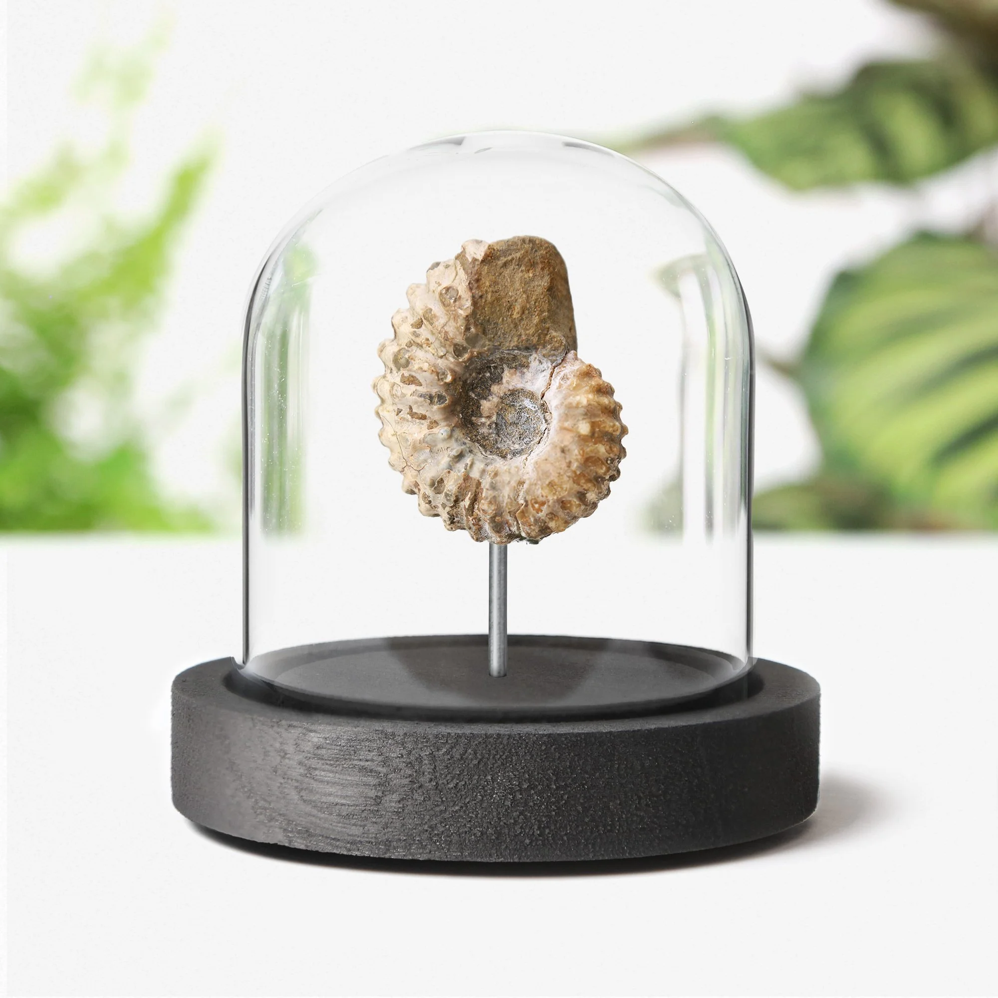 Douvilliceras-ammonite-bell-jar.jpg