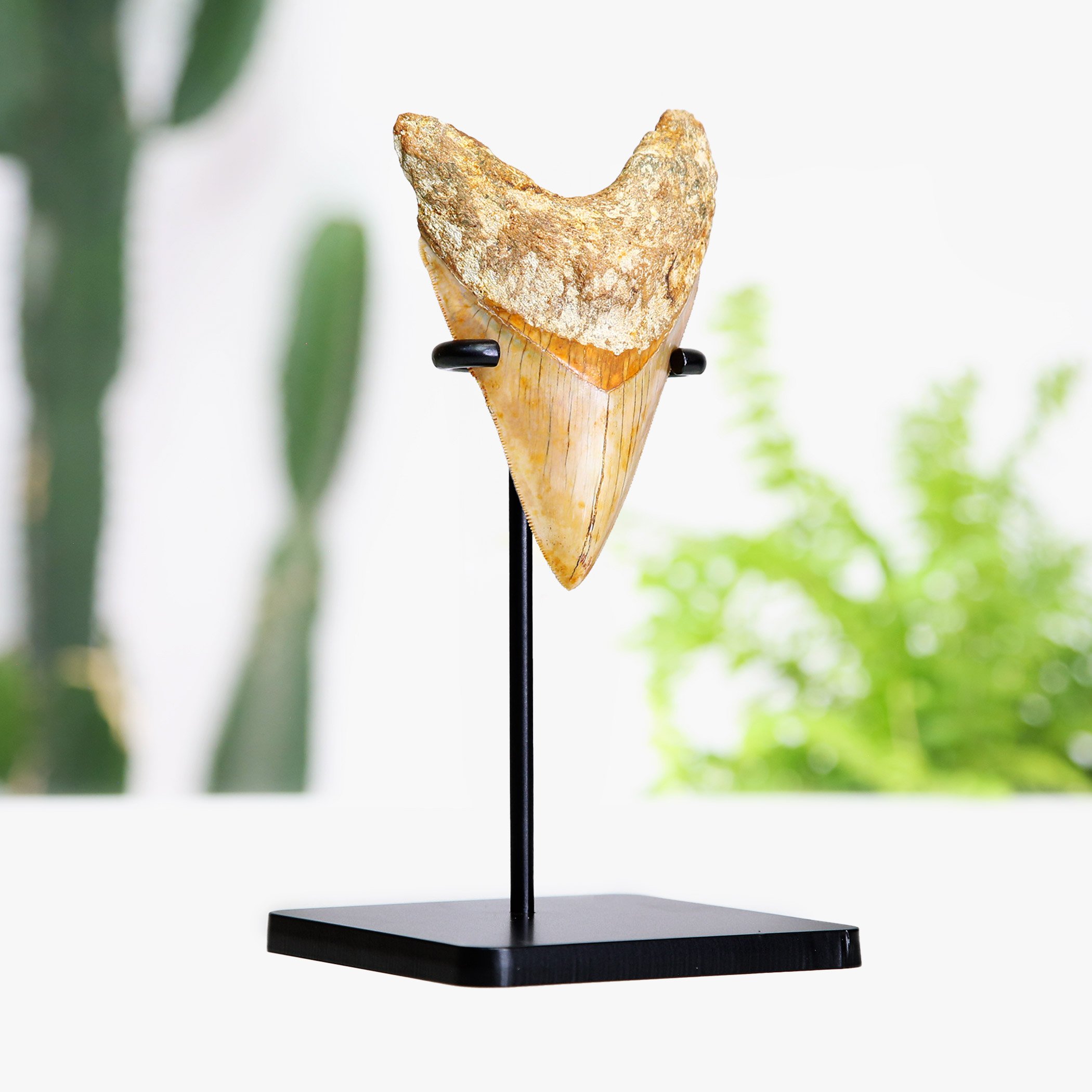 Megalodon Tooth