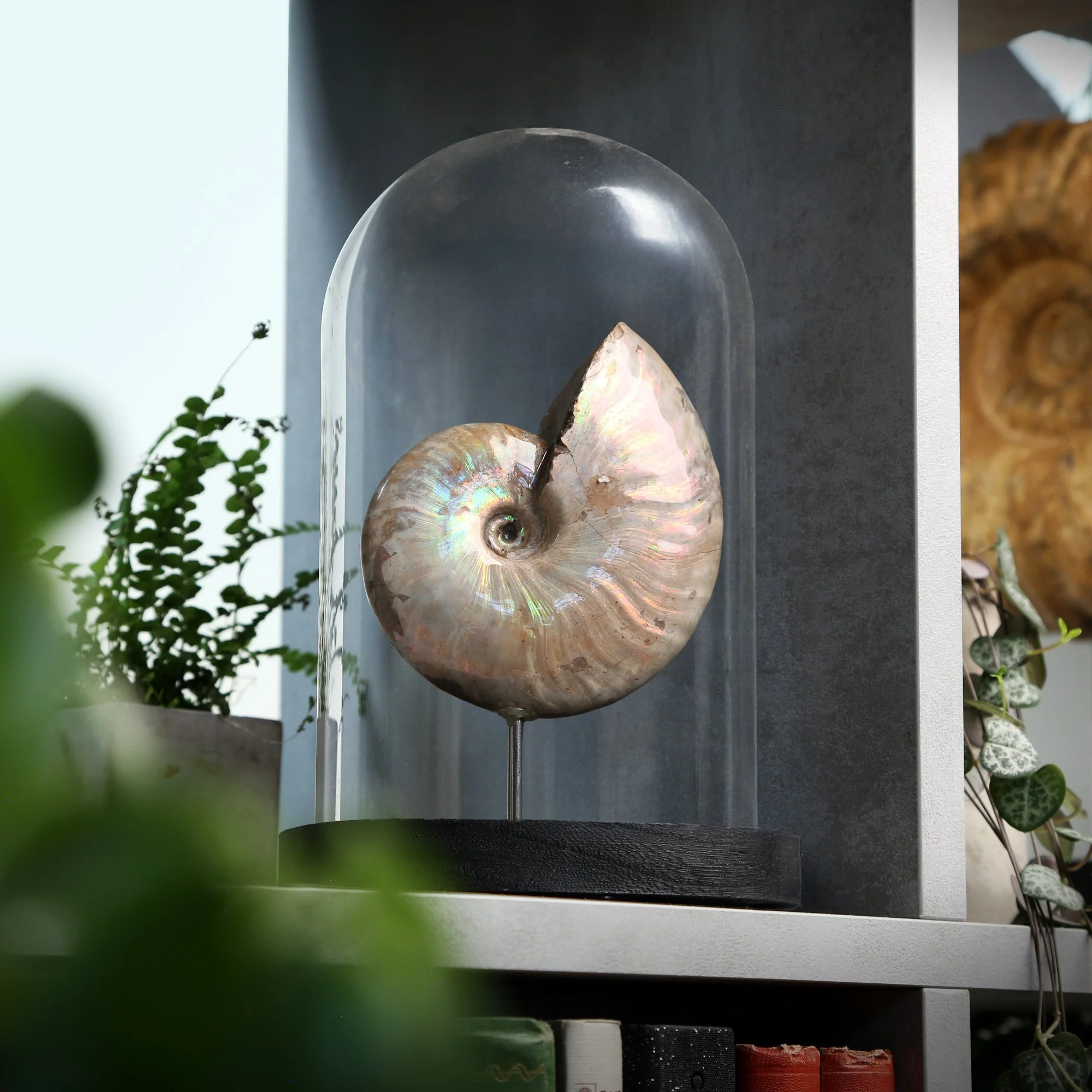 irredescent-ammonite-2nfd-12x16.jpg