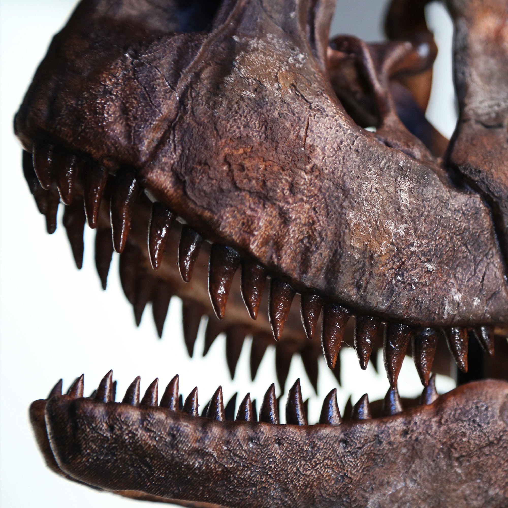 carno-4.jpg