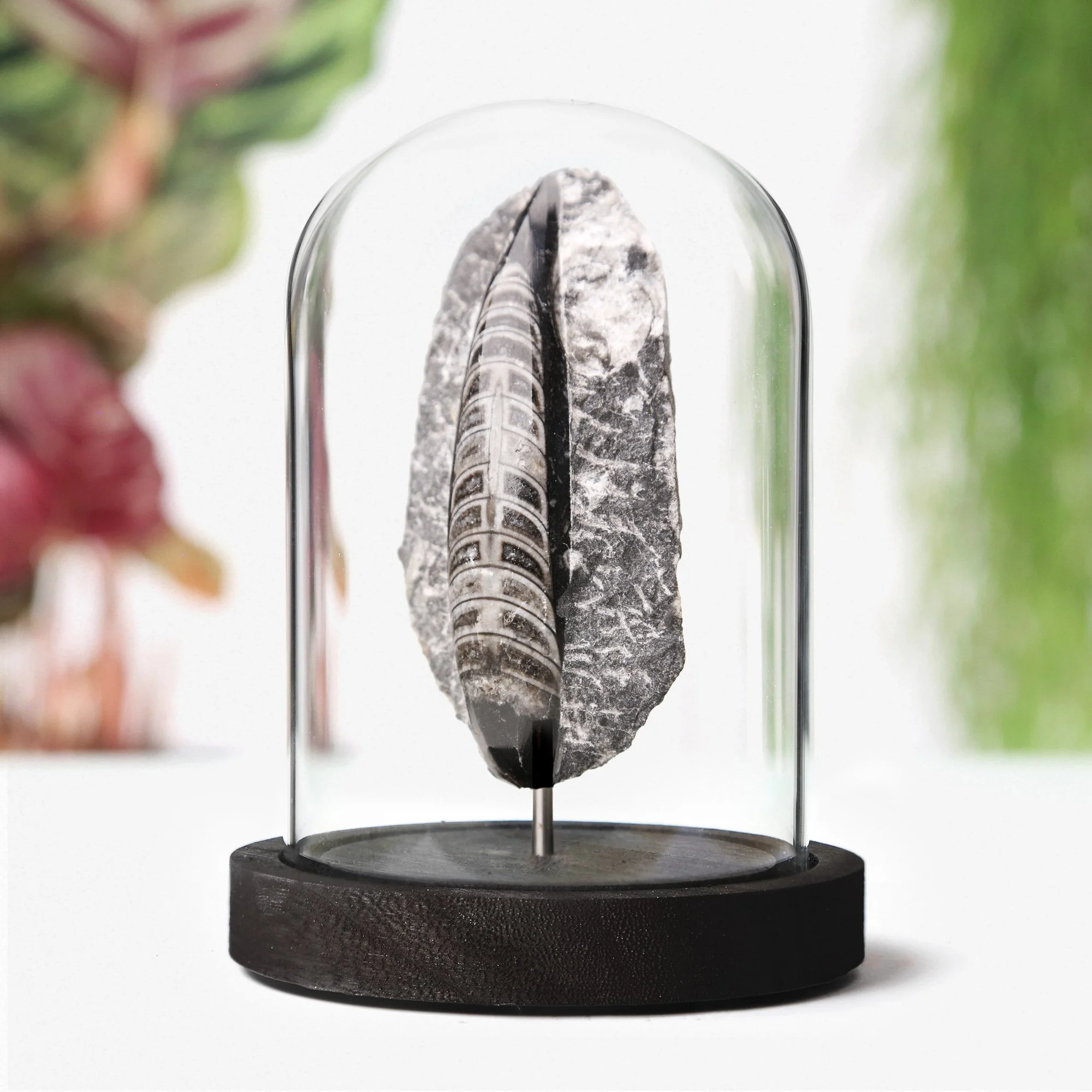 orthocera-matrix-bell-jar-12x16.jpg