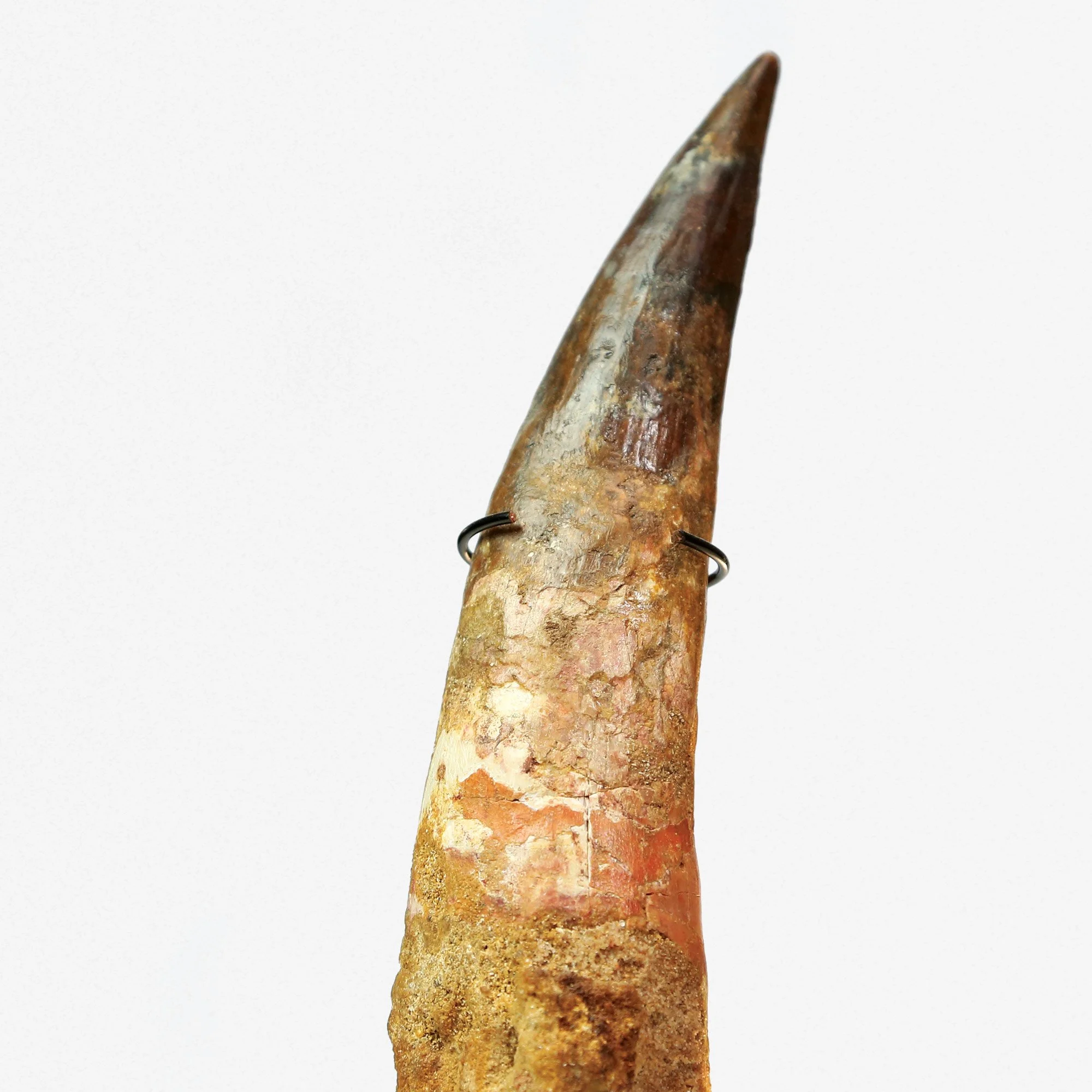 xxl-spino-2nd.jpg
