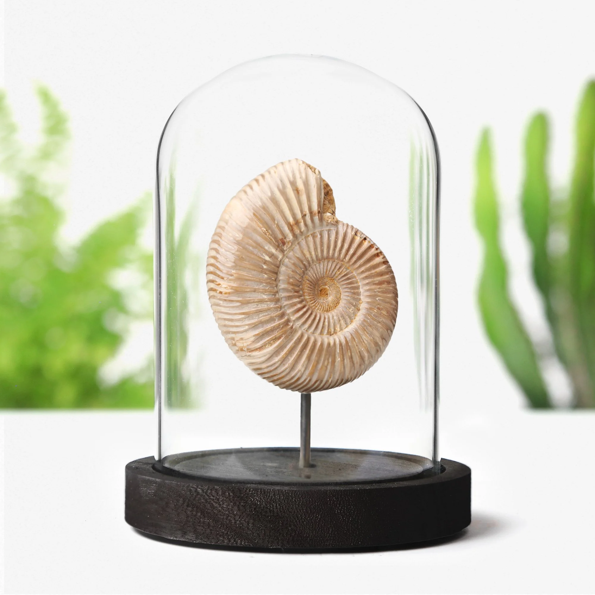 Polished-limestone-ammonite.jpg