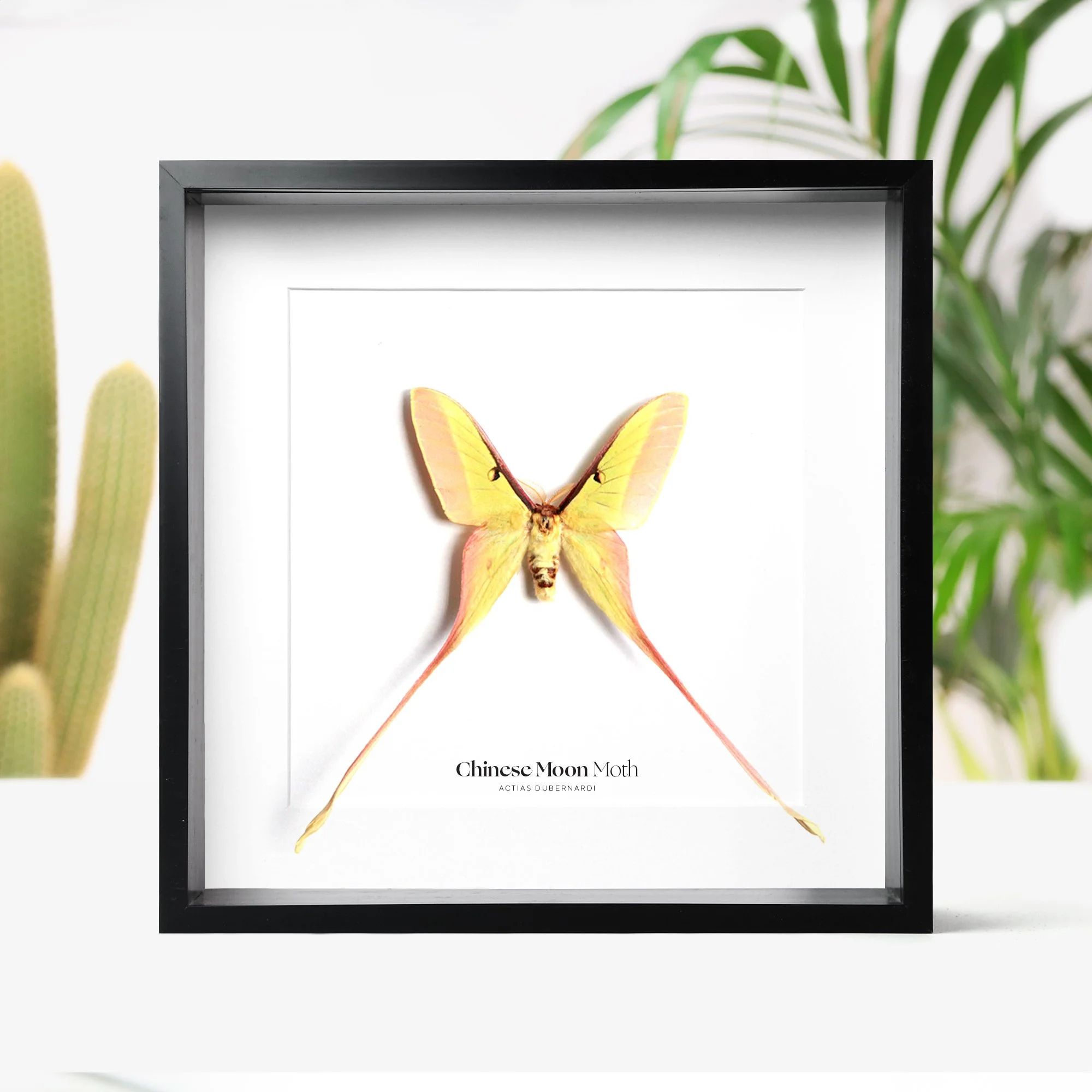 chinese-moon-moth.jpg